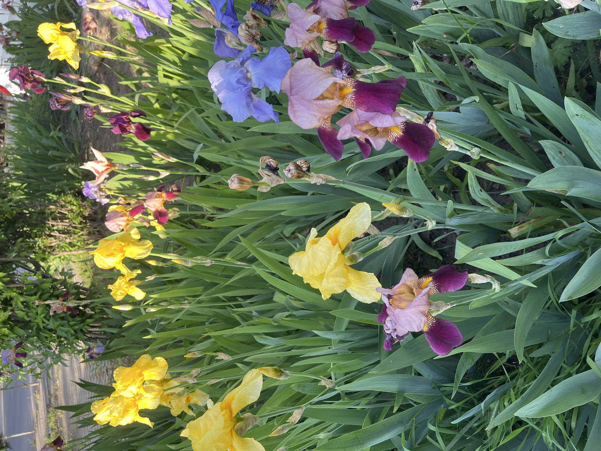 Spring flowers bloom across Krasnodar gardens in May 2026