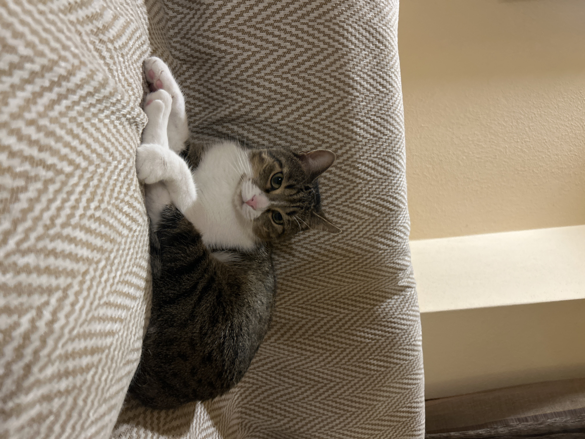 Cats nap, a beagle eats — quiet afternoon at a Bulgarian home.