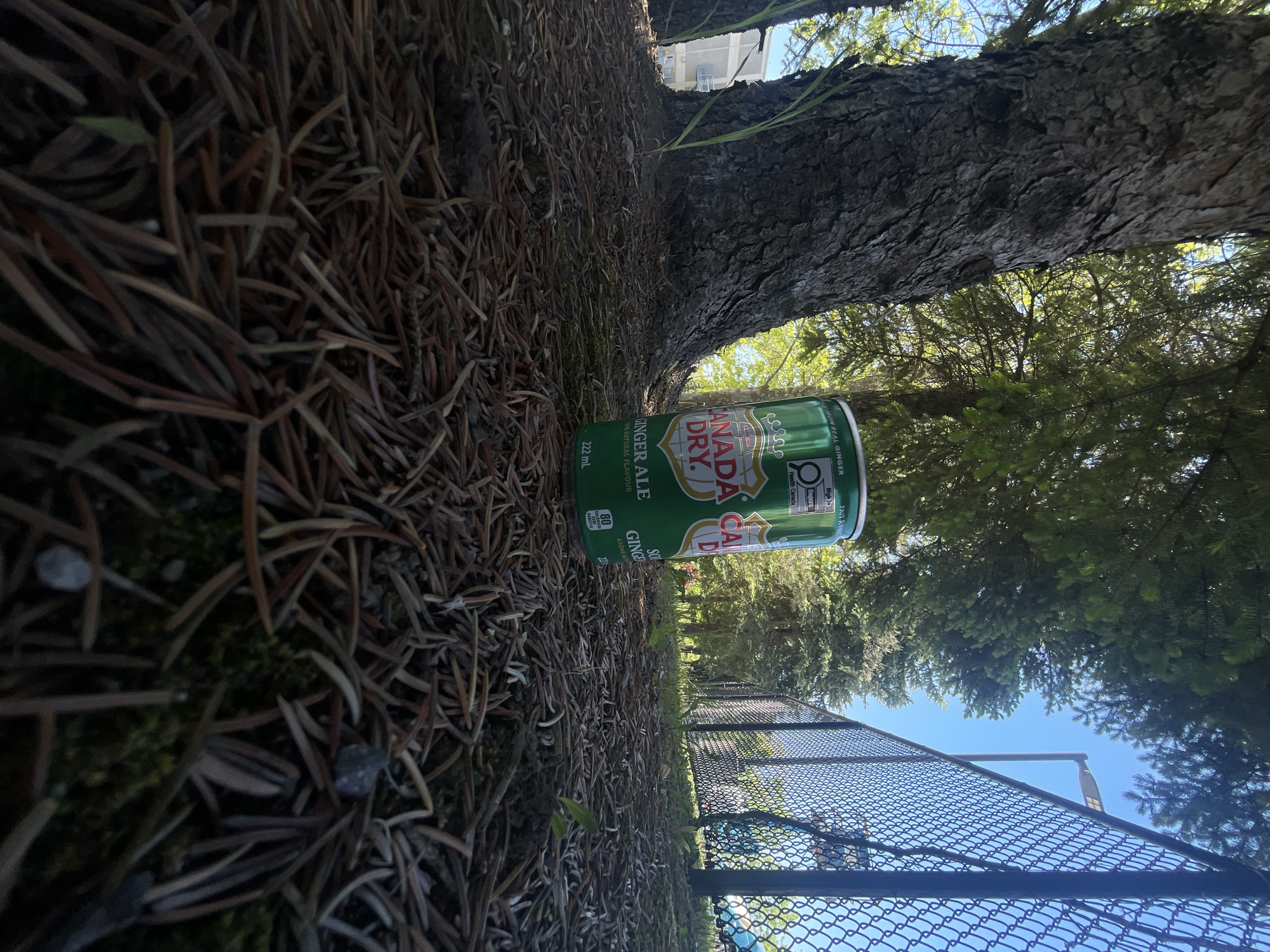 Ginger ale can spotted on forest floor in Ottawa