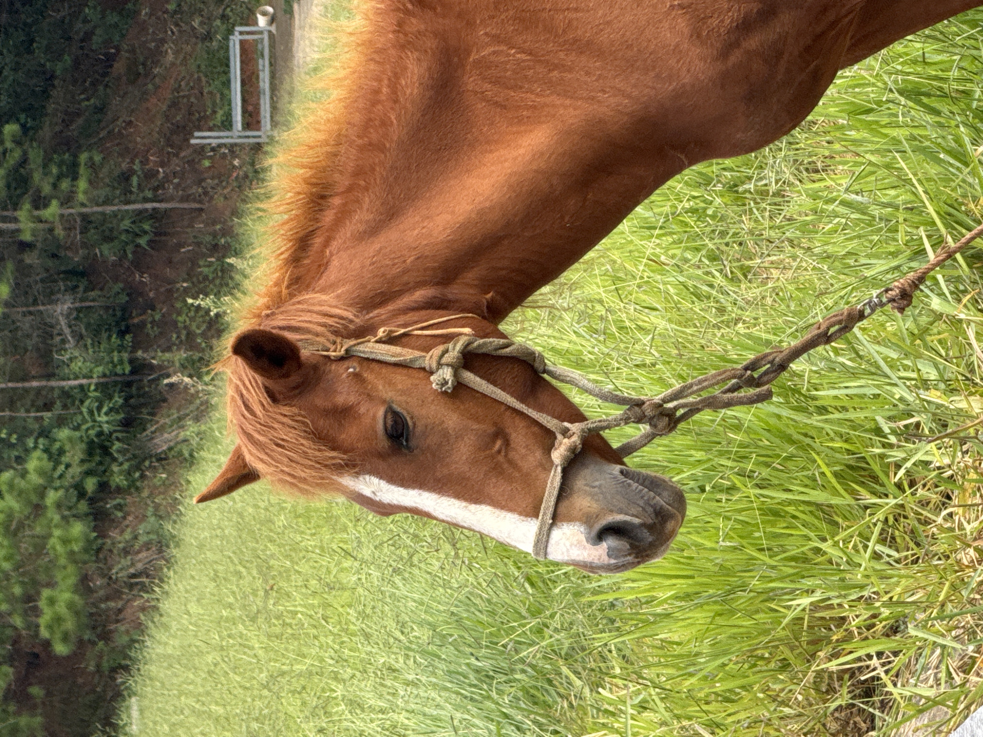 Chestnut horse grazing in the green hills of Da Lat
