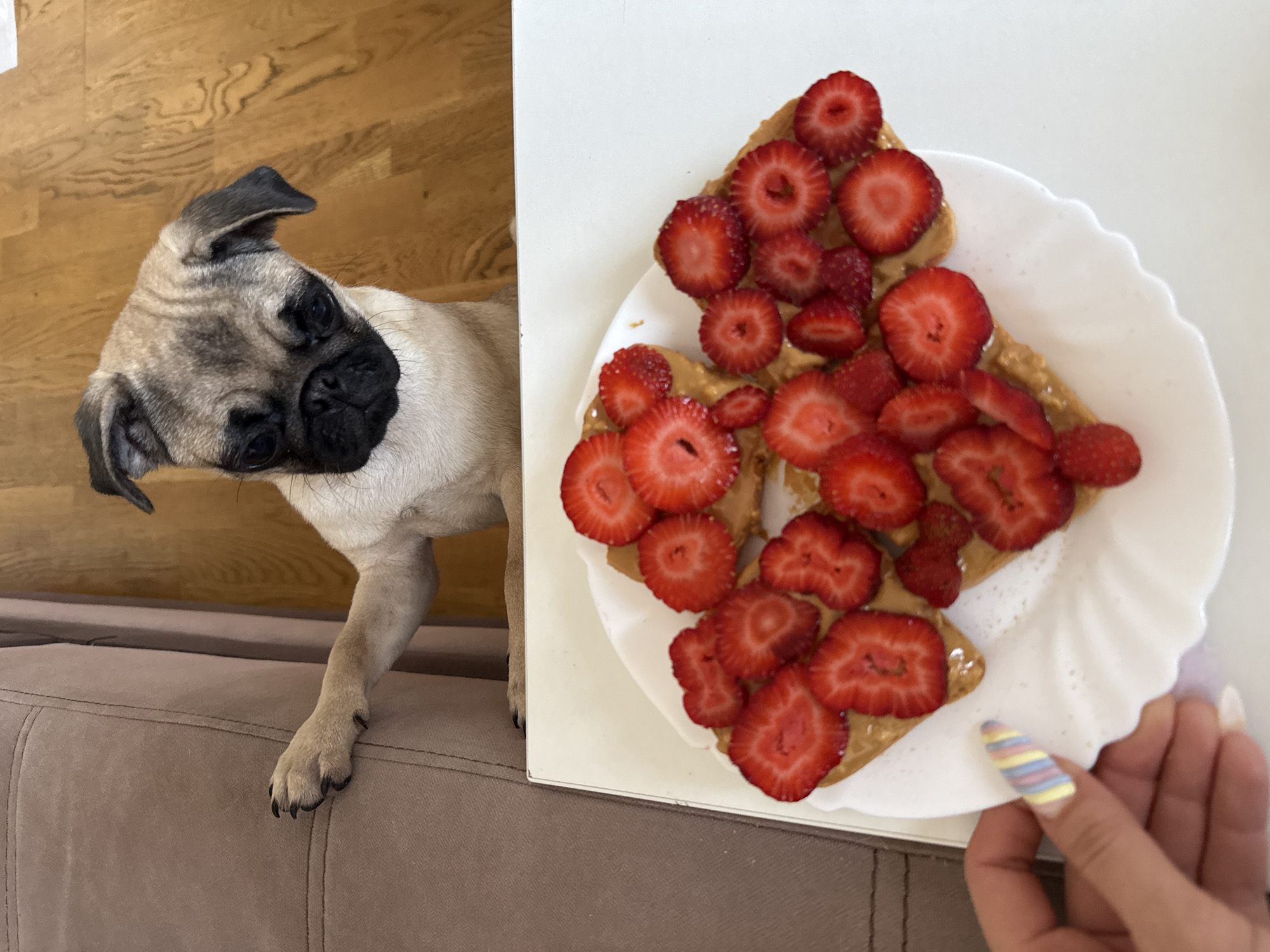 Pug puppy encounters breakfast spread with peanut butter treats
