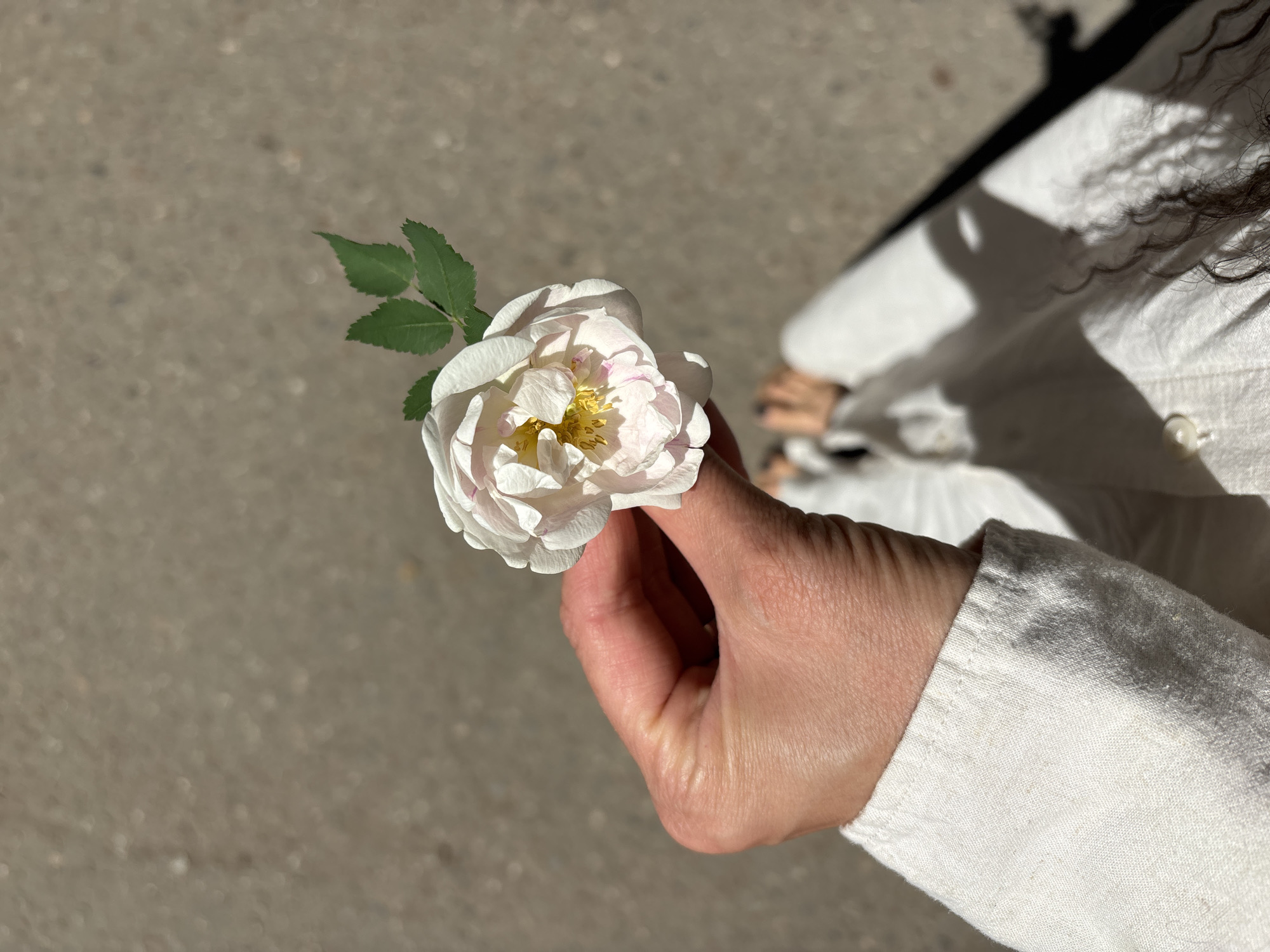 Person holds white rose outdoors in Chaikovsky, Russia