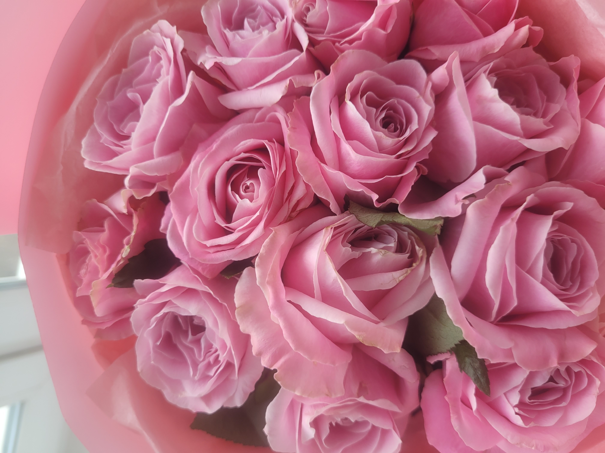 Woman holds pink rose bouquet in Izhevsk, Russia
