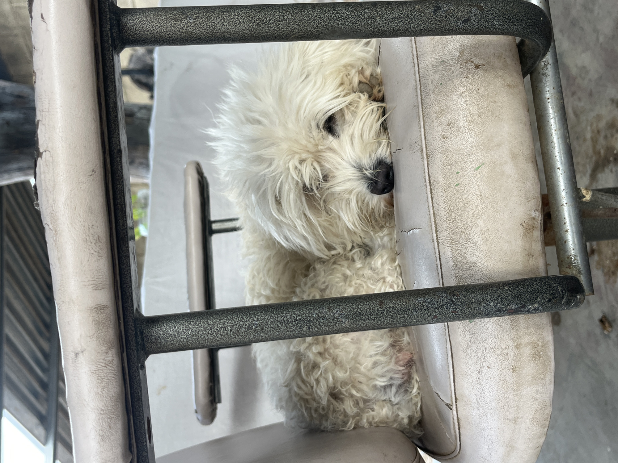 White dog's lazy morning documented in Venezuelan backyard