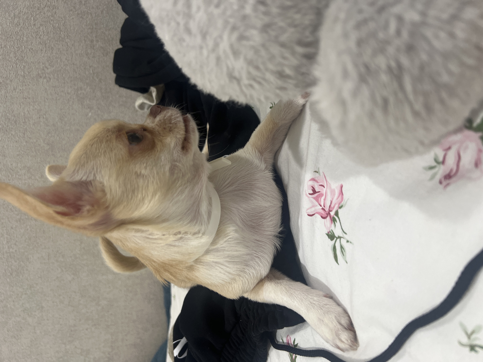 Chihuahua lounges on a floral bed in Kudymkar
