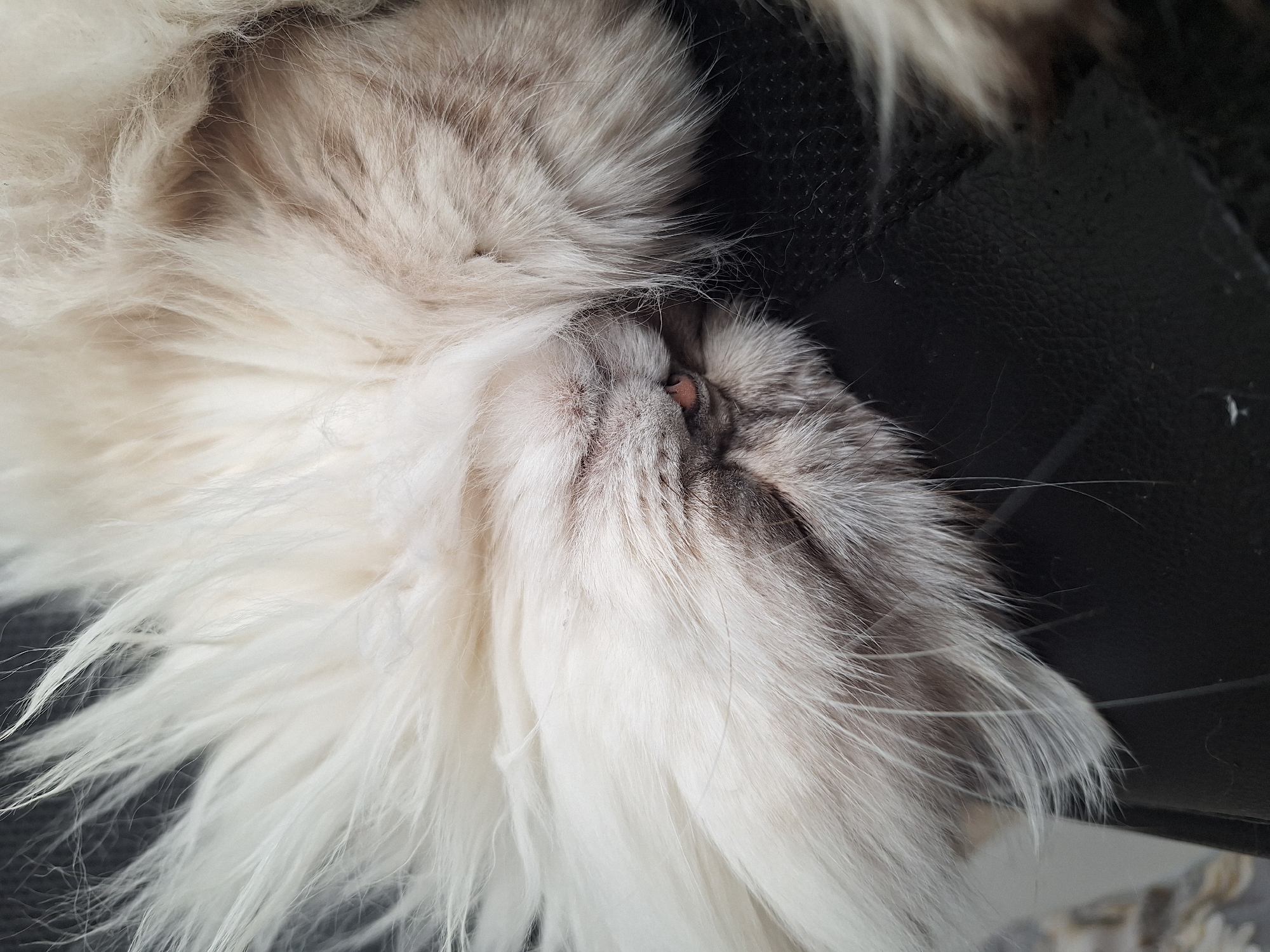 Woman documents quiet morning moment with sleeping cat