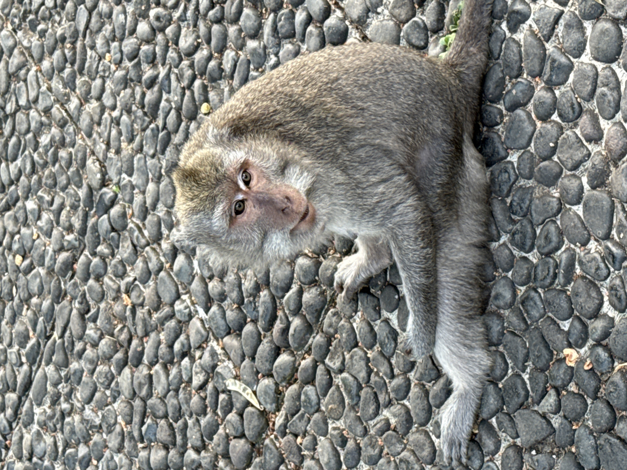 Monkeys, cliffside views, and crowds at Uluwatu Temple