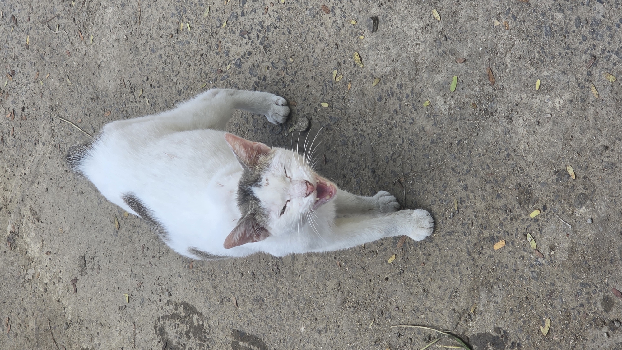 Daily life documented in Lhokseumawe: cats, markets, tropical plants