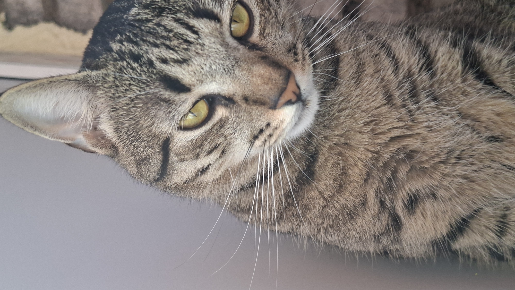 Early morning cat photography session captures domestic life in Belarus