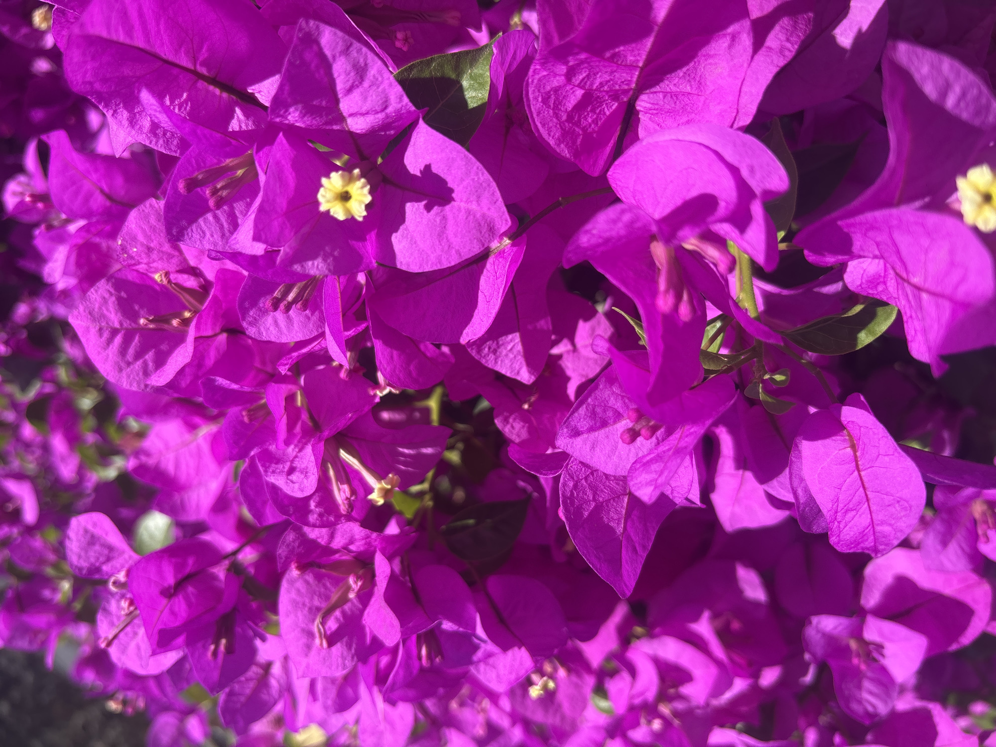 Dogs play and flowers bloom in Cuernavaca yards