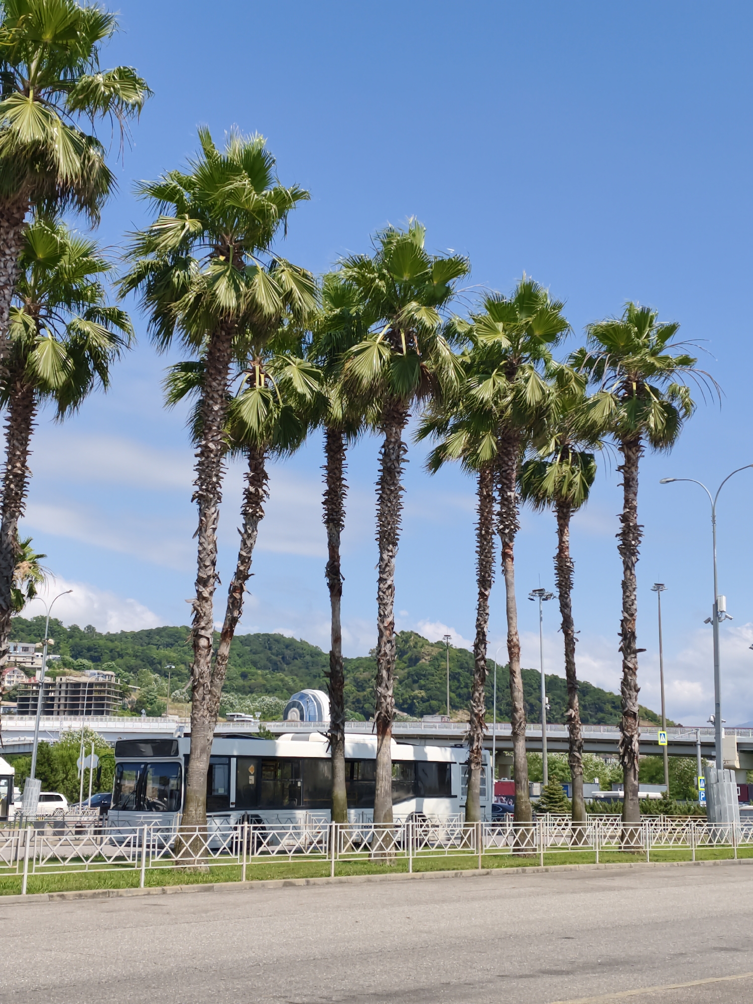 Palm trees and a white bus in sunny Sirius, Russia