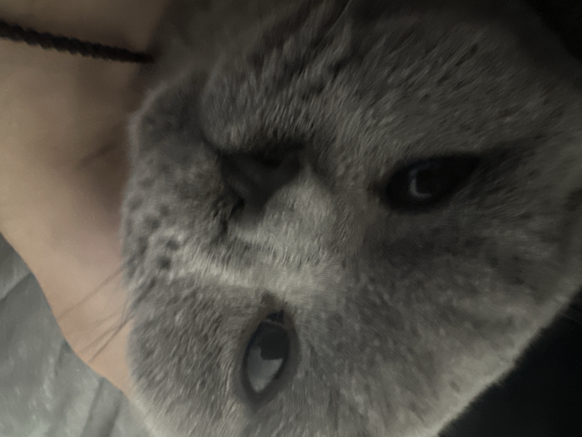 Grey British Shorthair cat enjoys peaceful afternoon nap session
