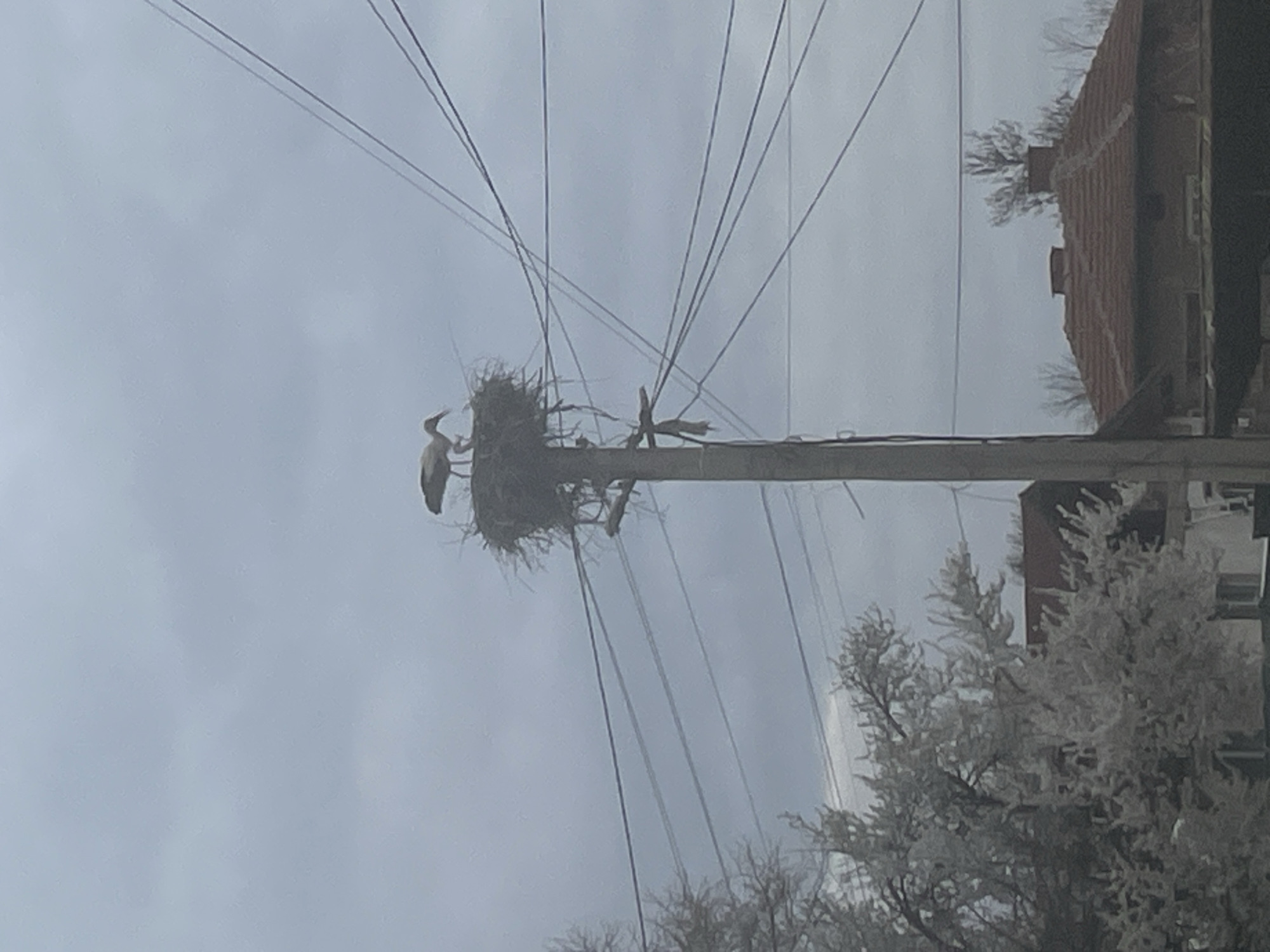 Storks spotted nesting on utility pole in Ihtiman