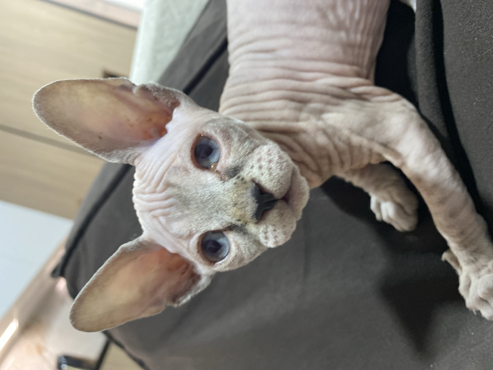 Sphynx cat photographed in relaxed moments in Chemoshur