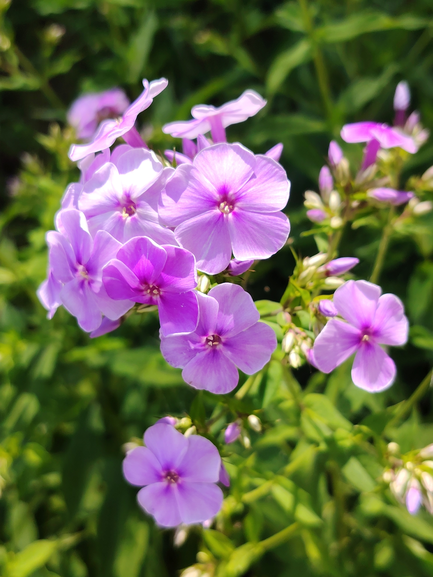 Summer garden in full bloom, Balashikha — macro wildflowers and pollinators