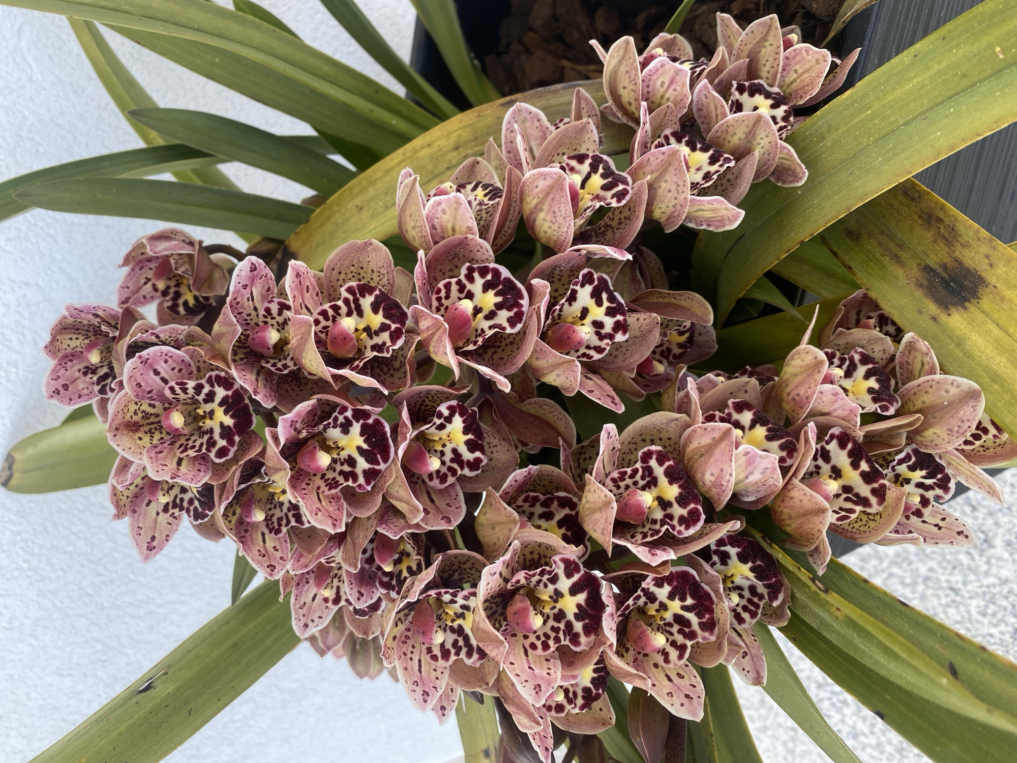 Cymbidium orchids spotted in outdoor display in Barcelos