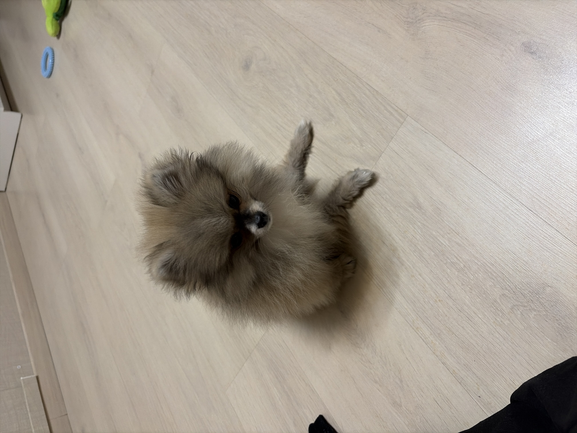 Pomeranian puppy playtime documented across Saint Petersburg apartment