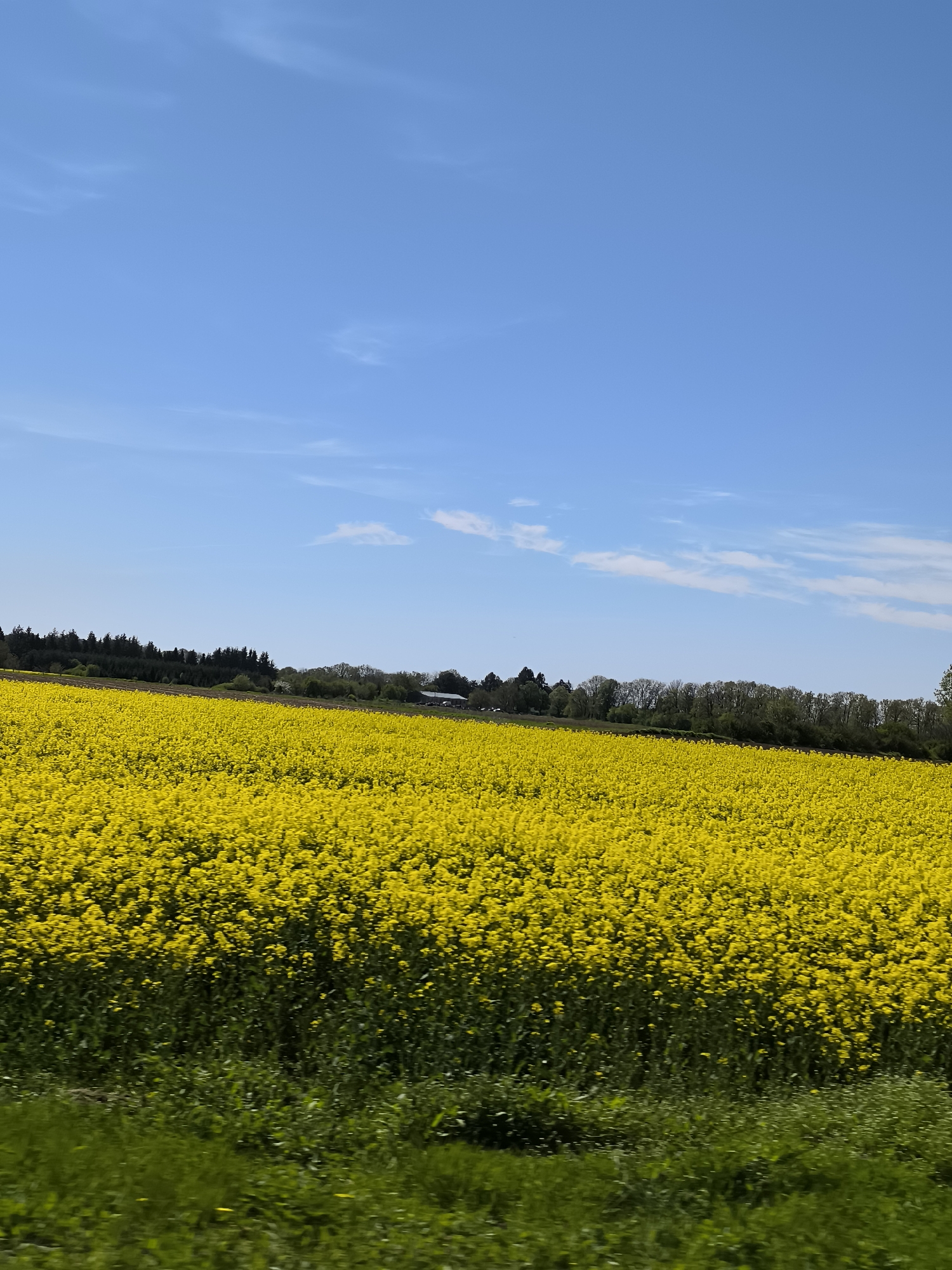 Yellow flower field blooms in Kalipetrovo, Bulgaria countryside