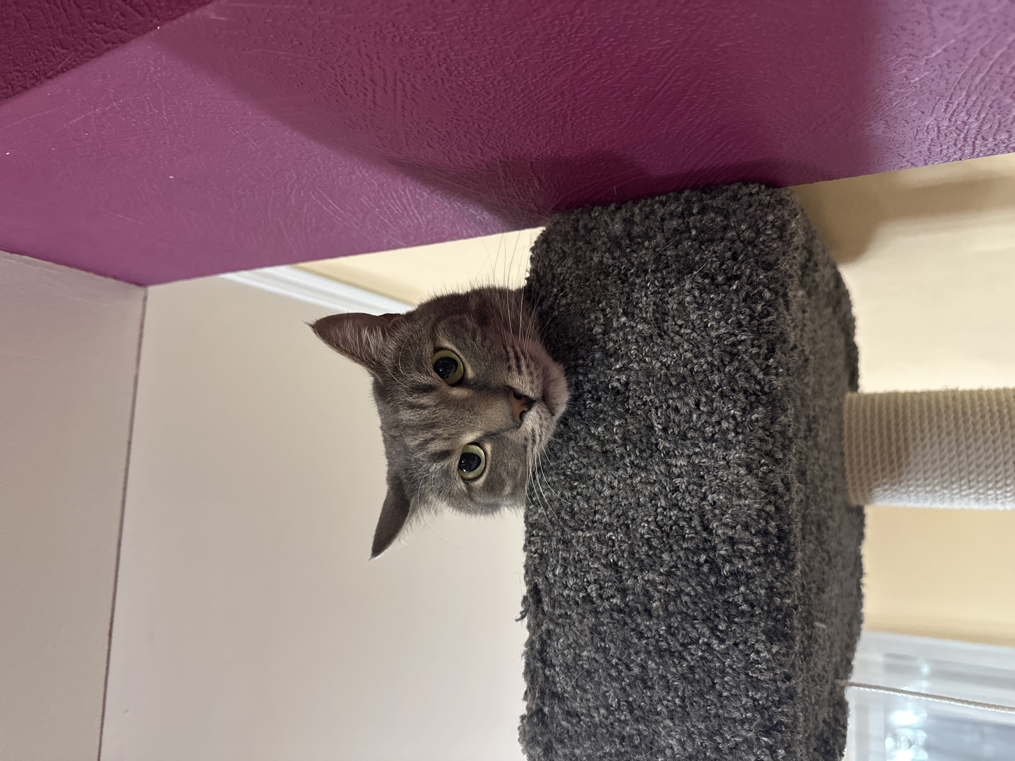 Gray tabby cat spotted on cat tree in Krasnoyarsk