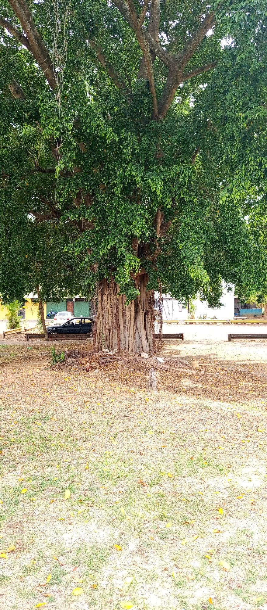 Large banyan tree with aerial roots observed in Tinaquillo