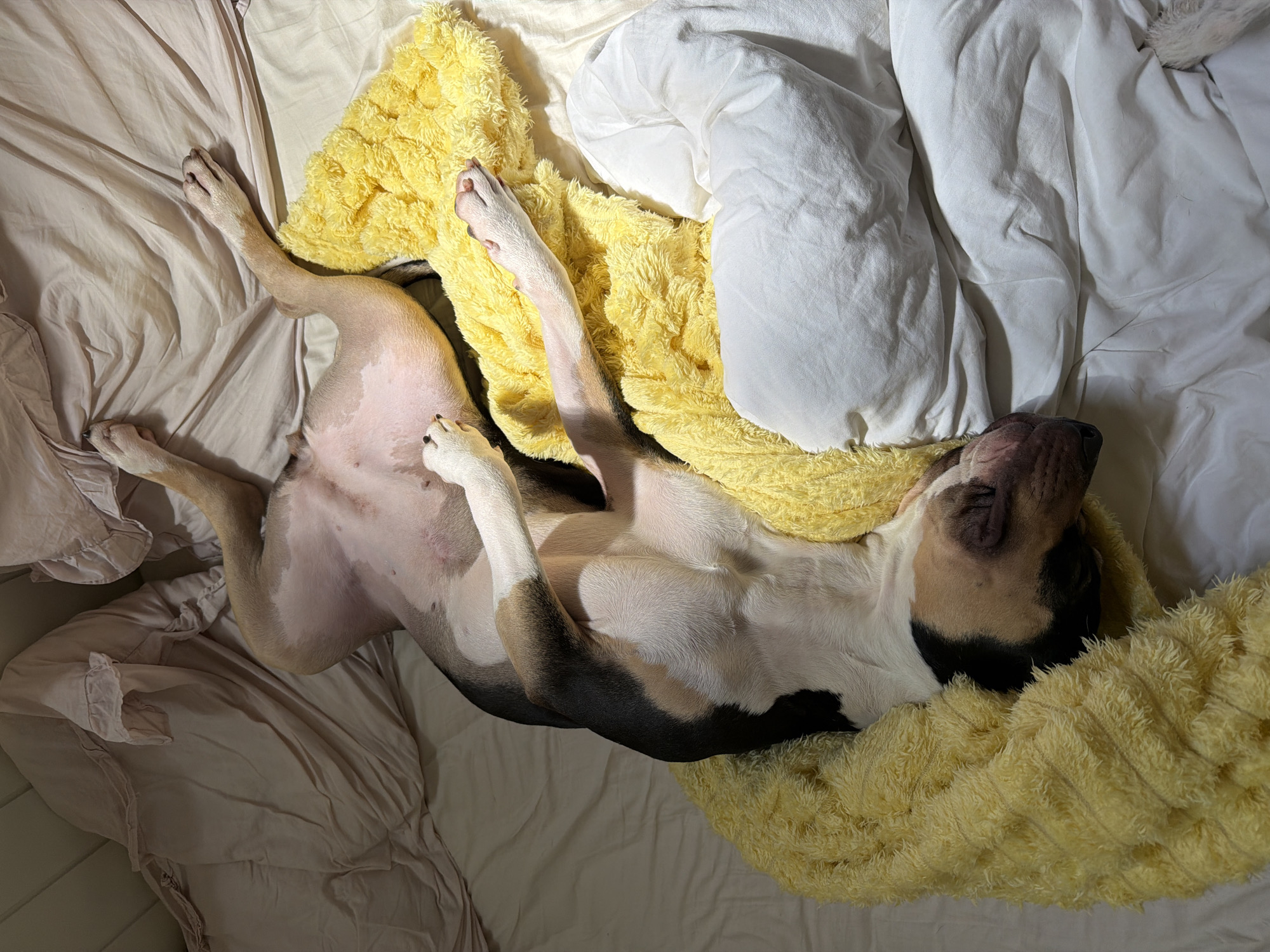 Dog relaxes on back in bed in Tel Aviv