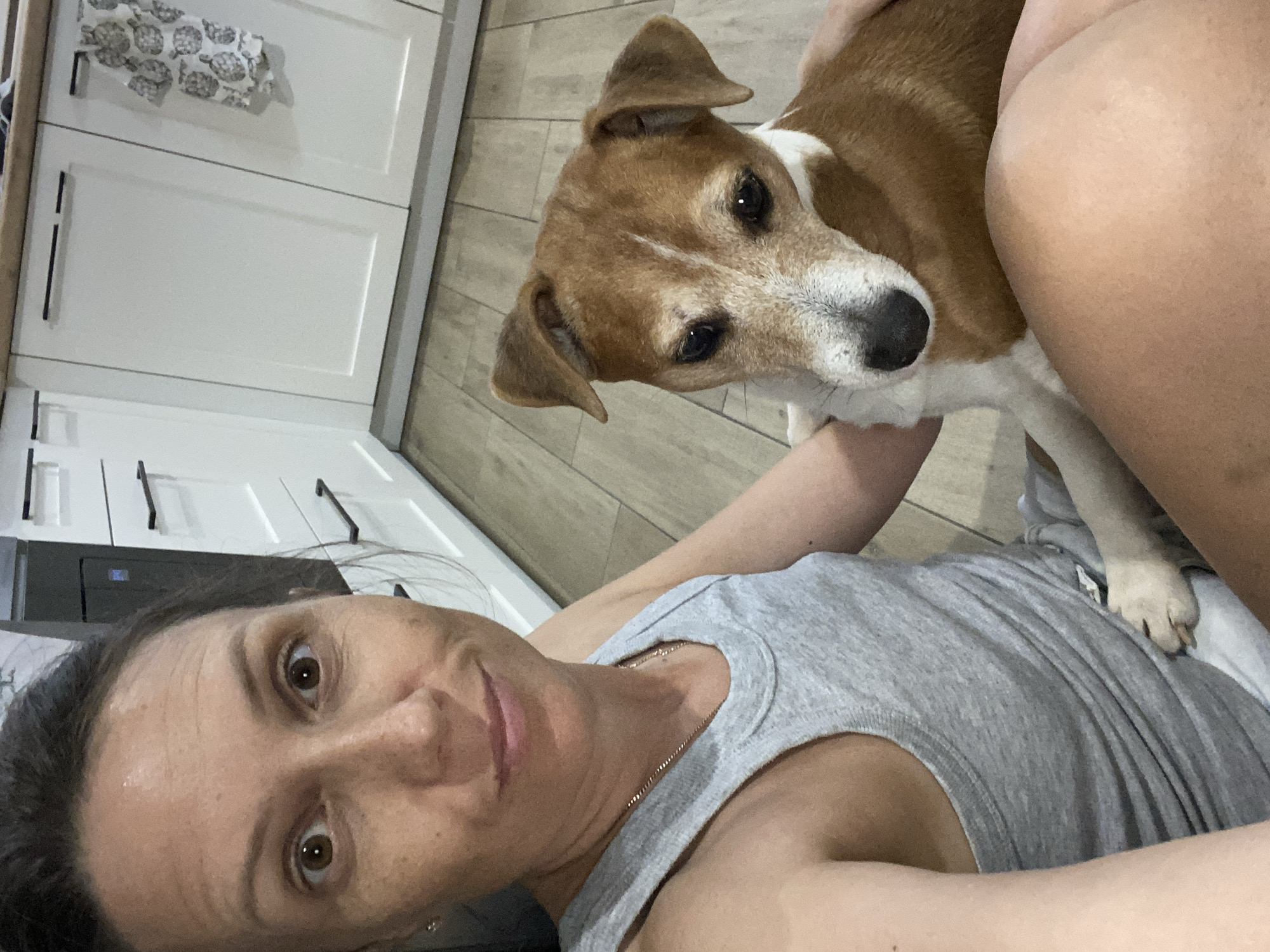 Jack Russell Terrier hangs out at home in Chaikovsky