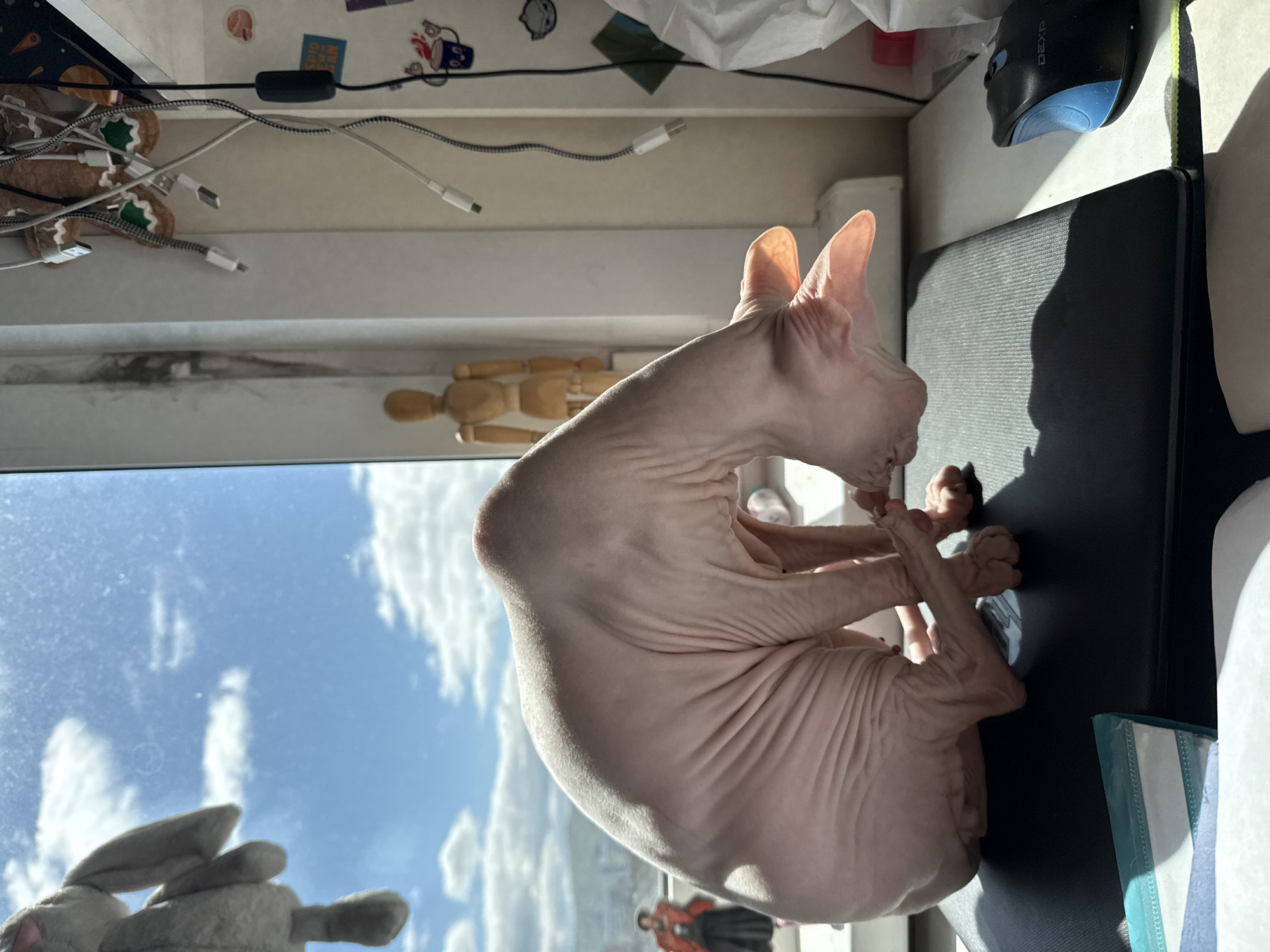 Sphynx cat grooming observed near window in Krasnoyarsk
