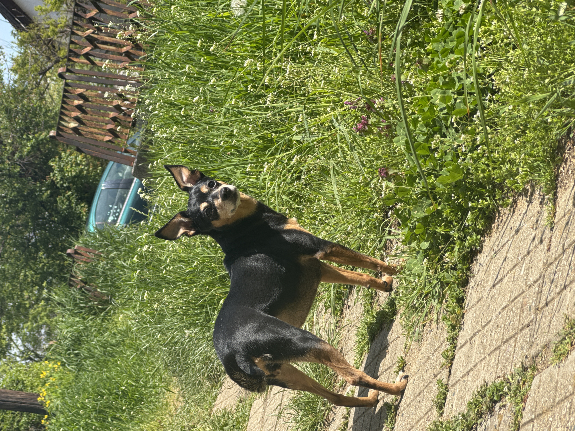Black and tan dog spotted on Sofia walkway