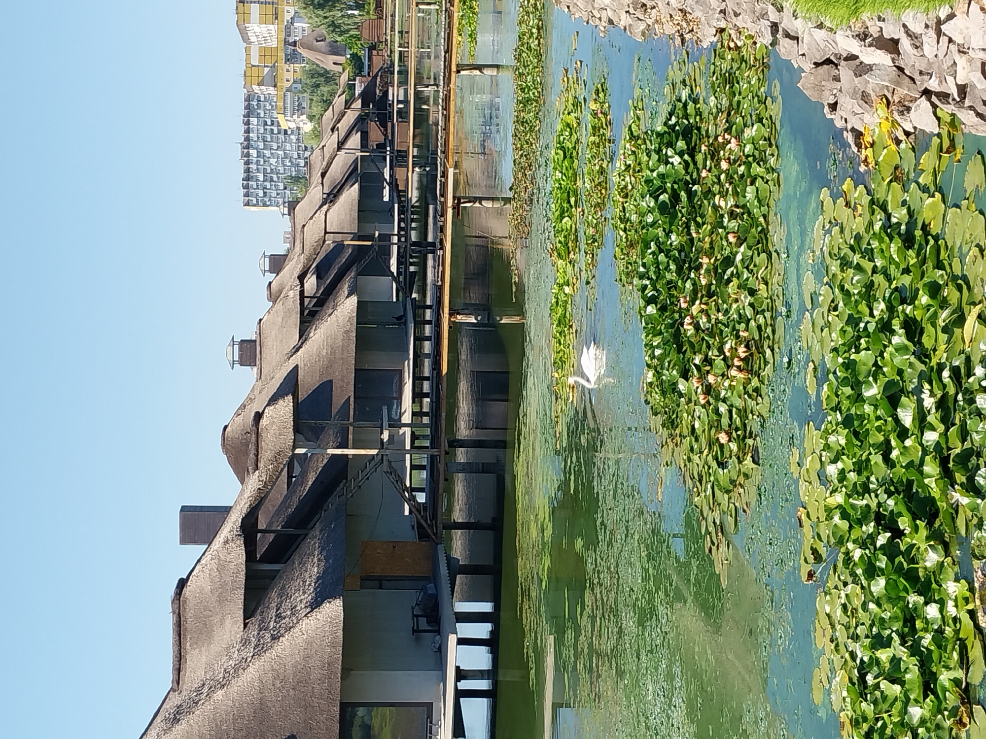Wildlife and water features at a Dnipro park