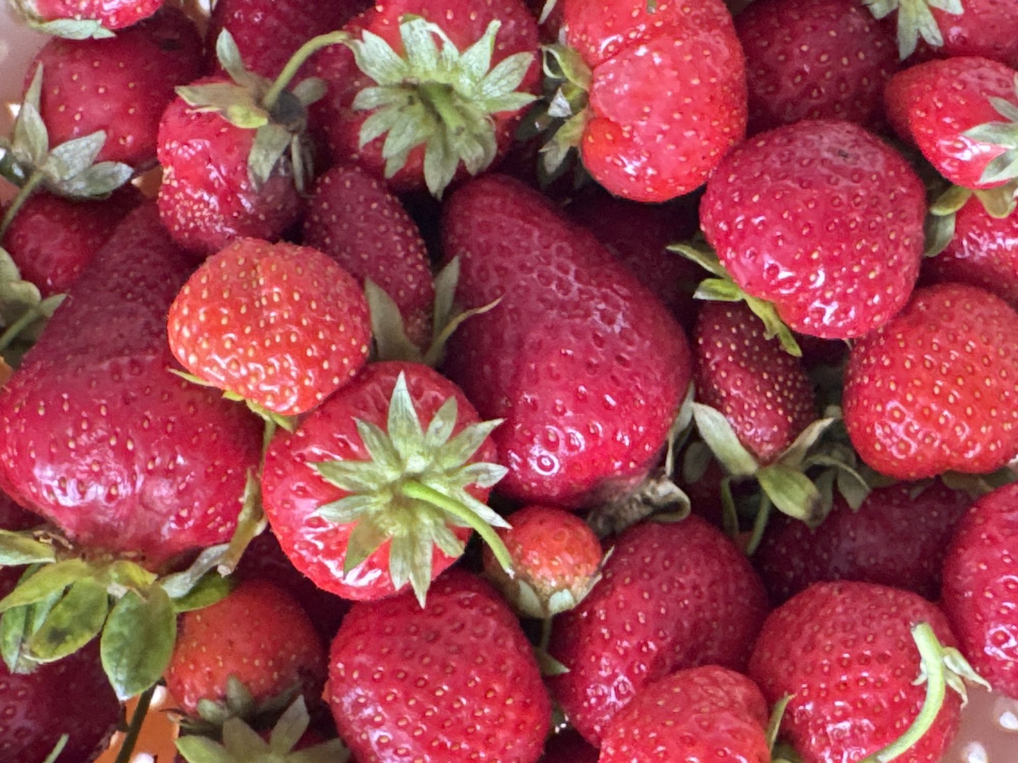 Dense cluster of ripe strawberries documented in Bulgaria
