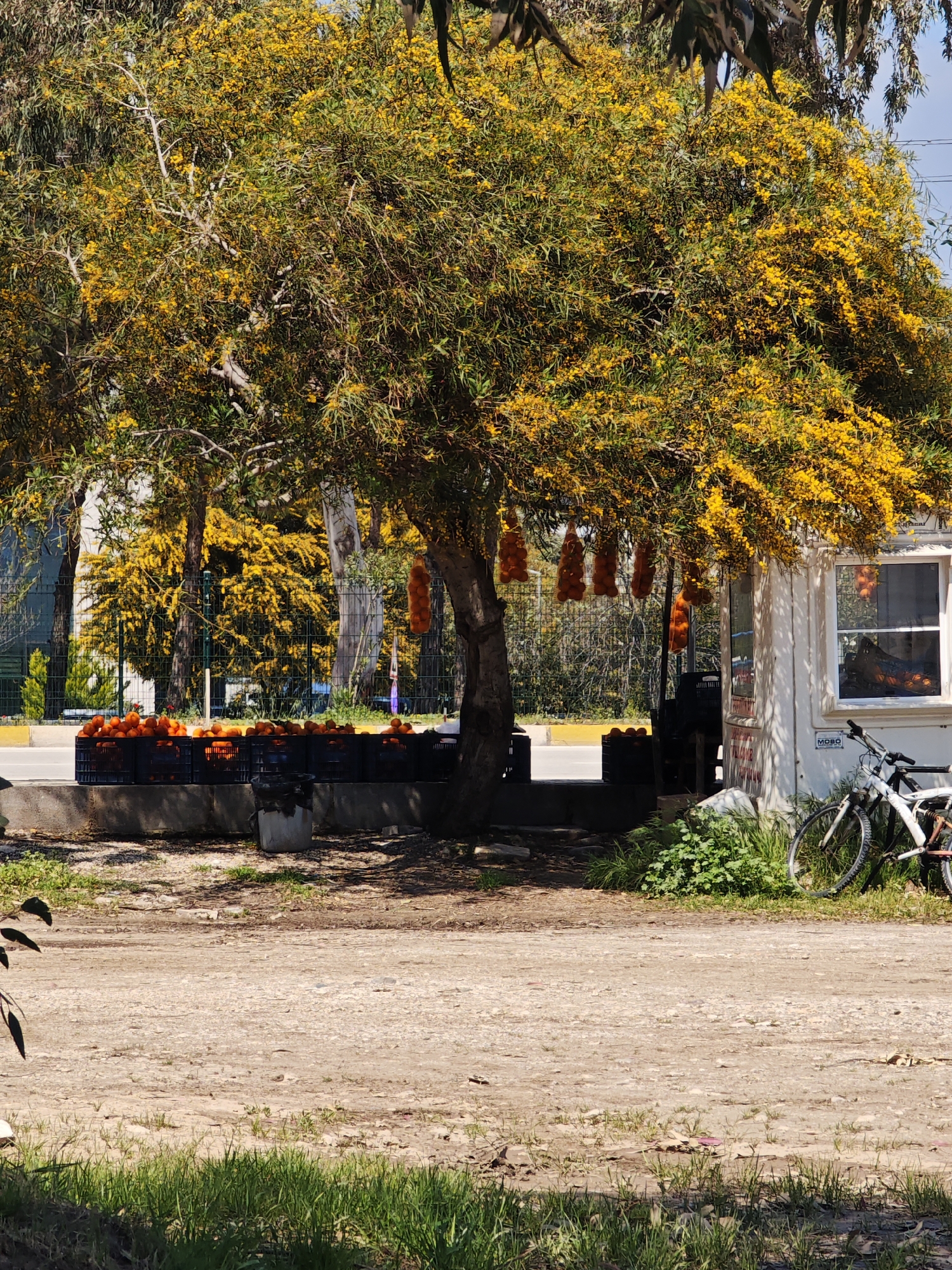 Spring morning moments captured around Finike's coast and streets
