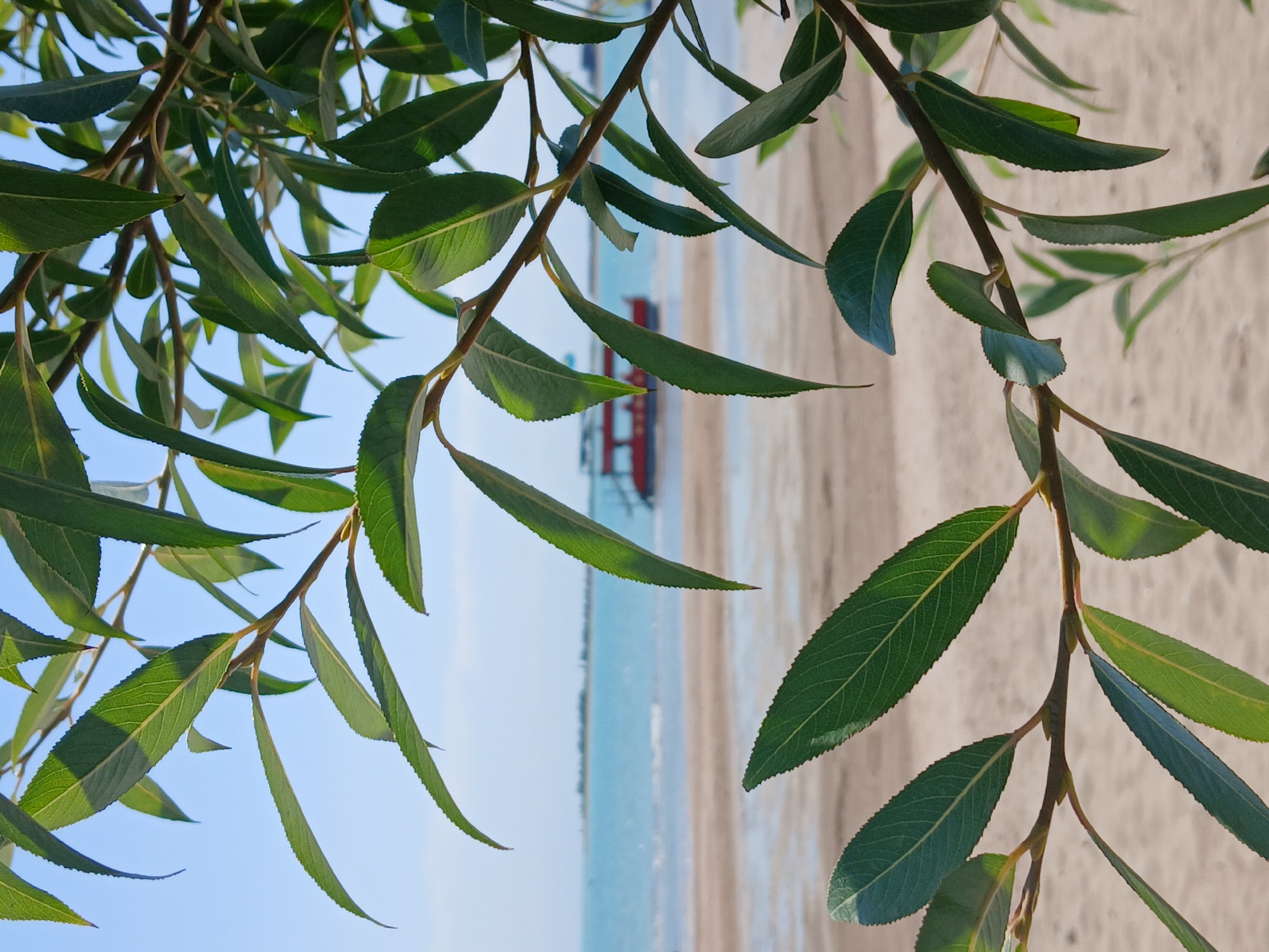 Willow leaves frame a calm turquoise shoreline near Qonaev
