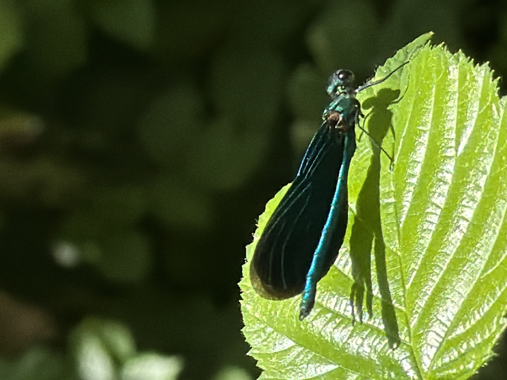 Afternoon nature walk documented across Junglinster countryside