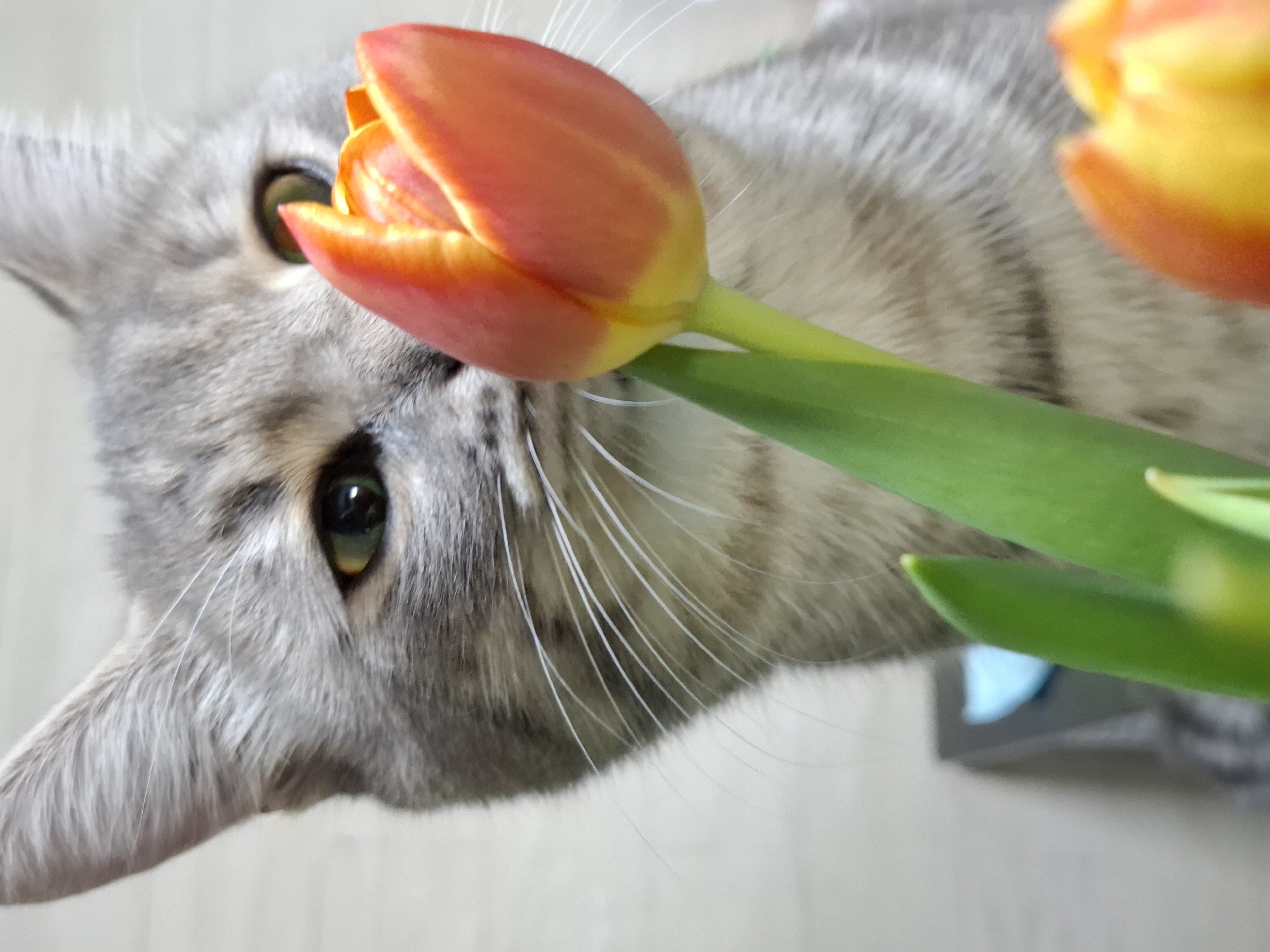 Cat plays with tulips in quiet evening in Novi Sad