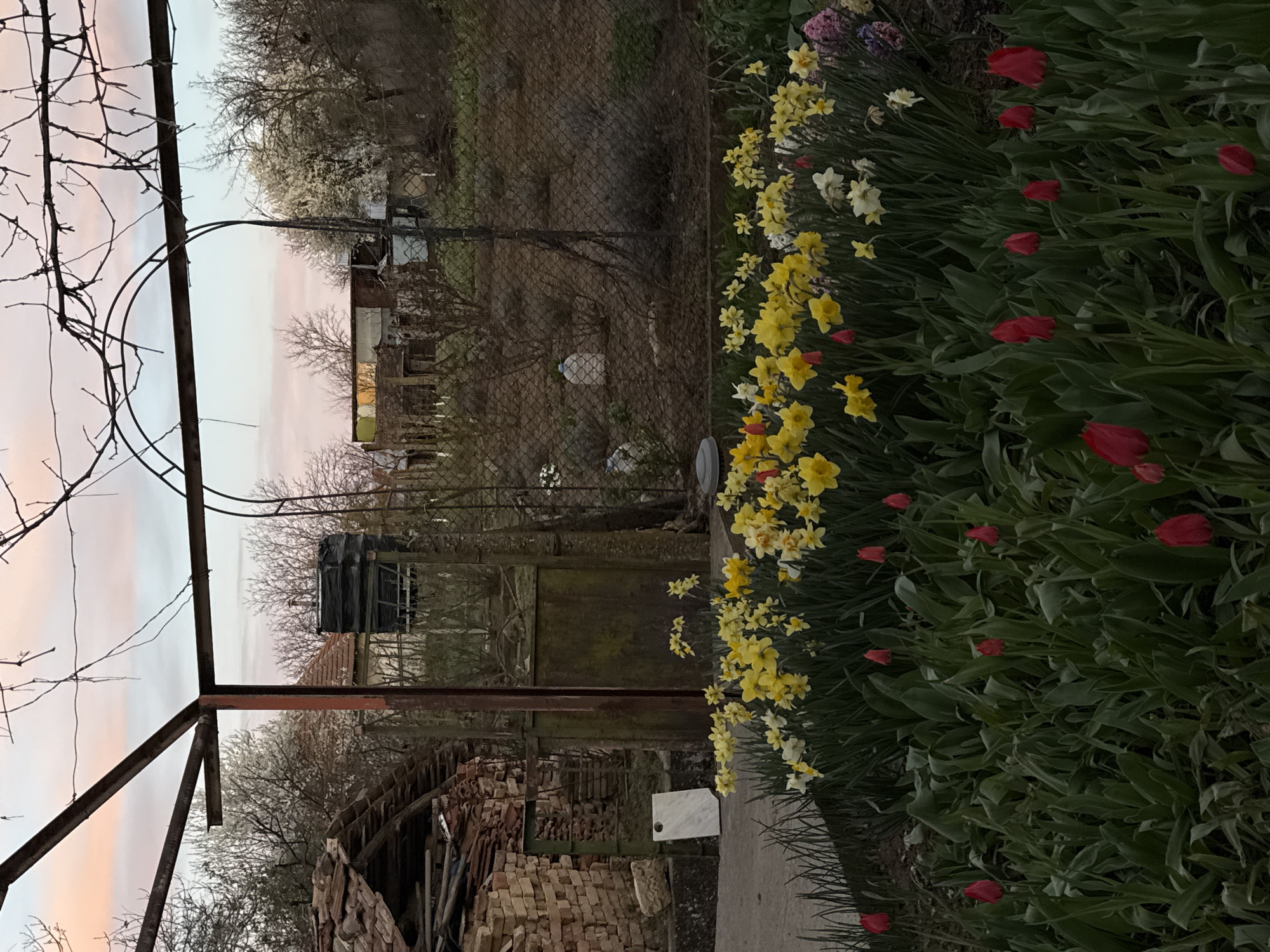 Spring garden blooms amid construction materials in Bulgarian village