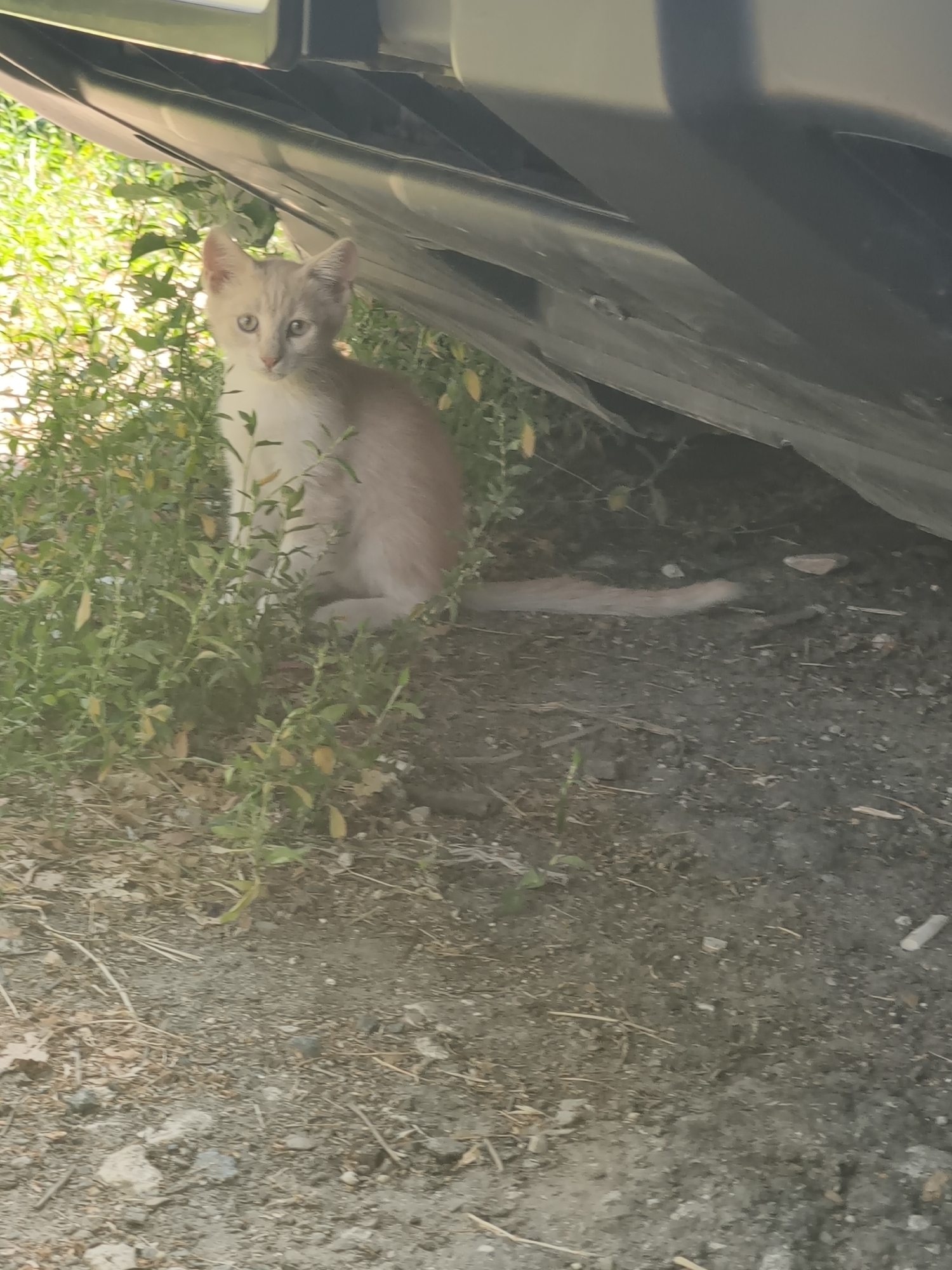 Sunny morning sky-gazing through Chișinău trees, plus a kitten
