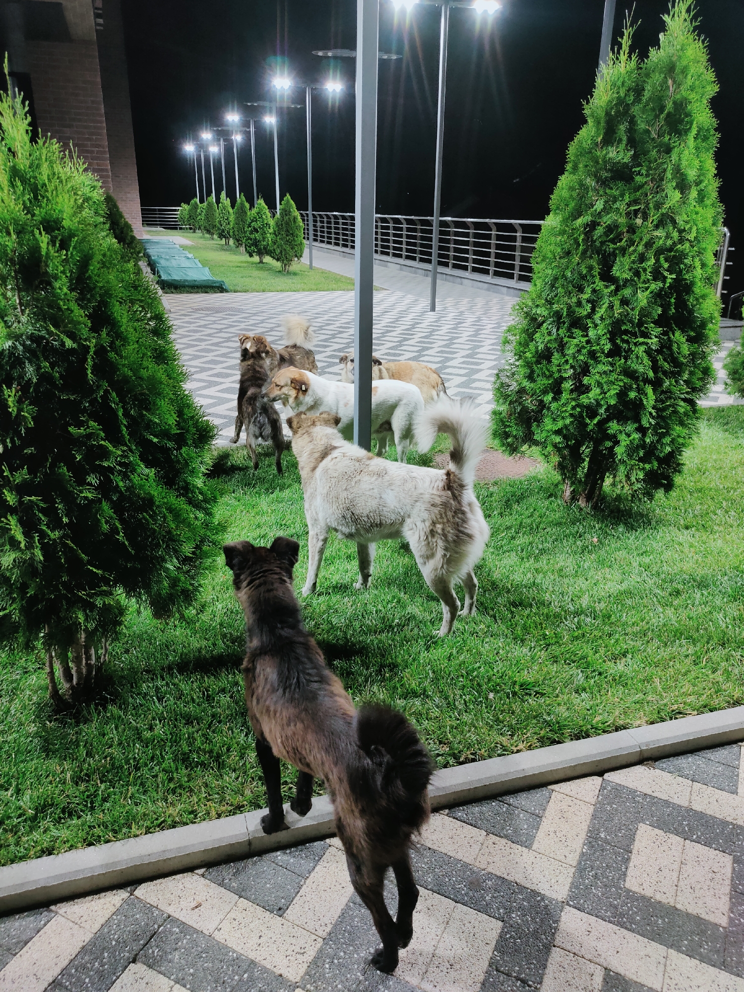 Stray dogs roam Comrat's lit plazas on a summer night