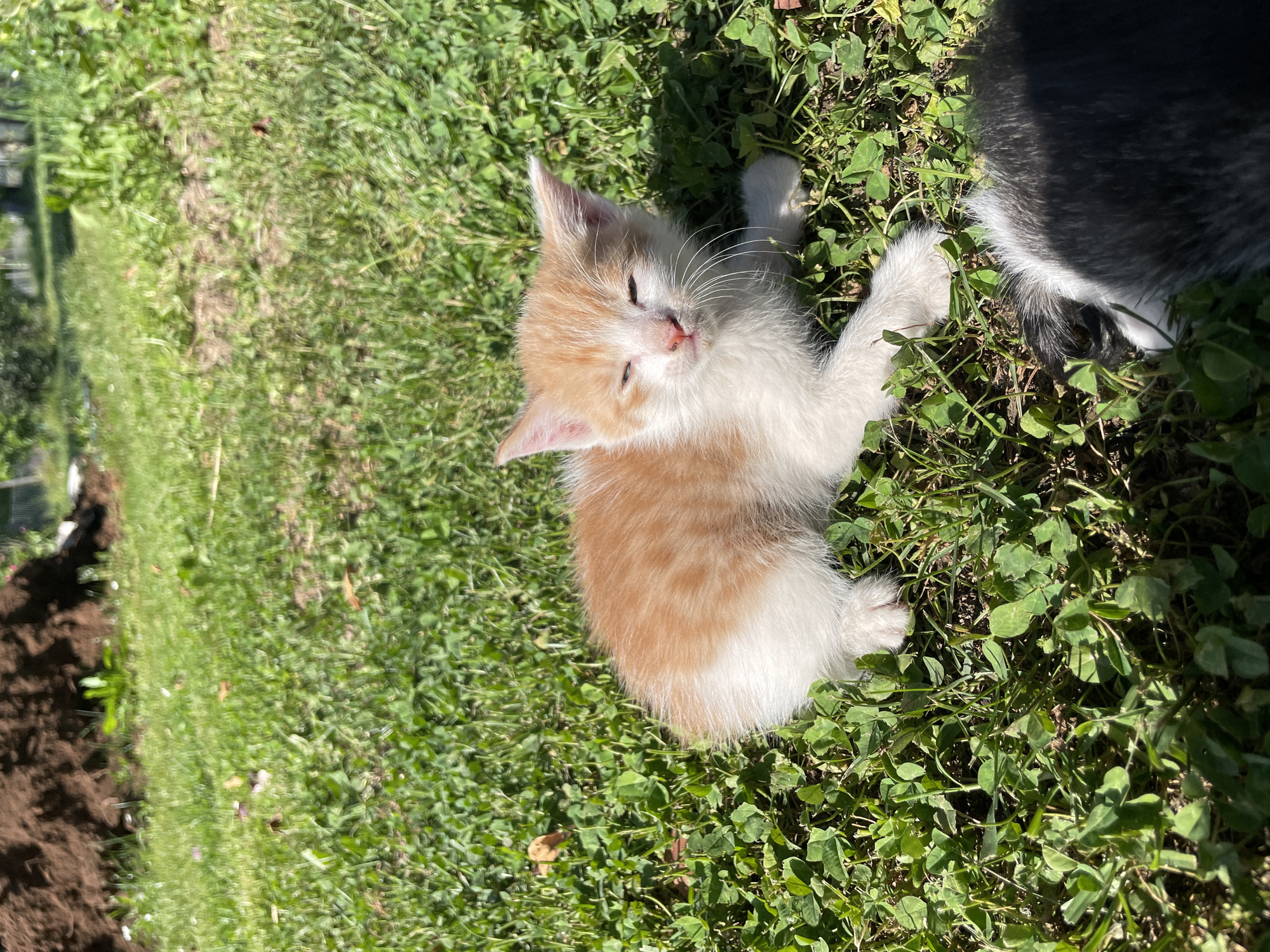 Kitten rests in sunny grass near Sladojevo Kopito, Montenegro