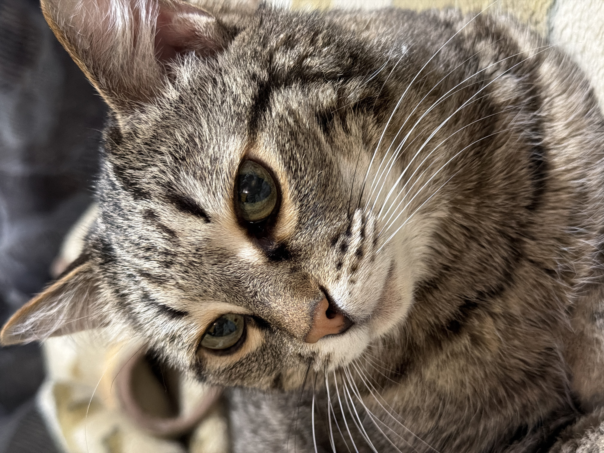 Tabby cat photographed resting on blanket in Izhevsk