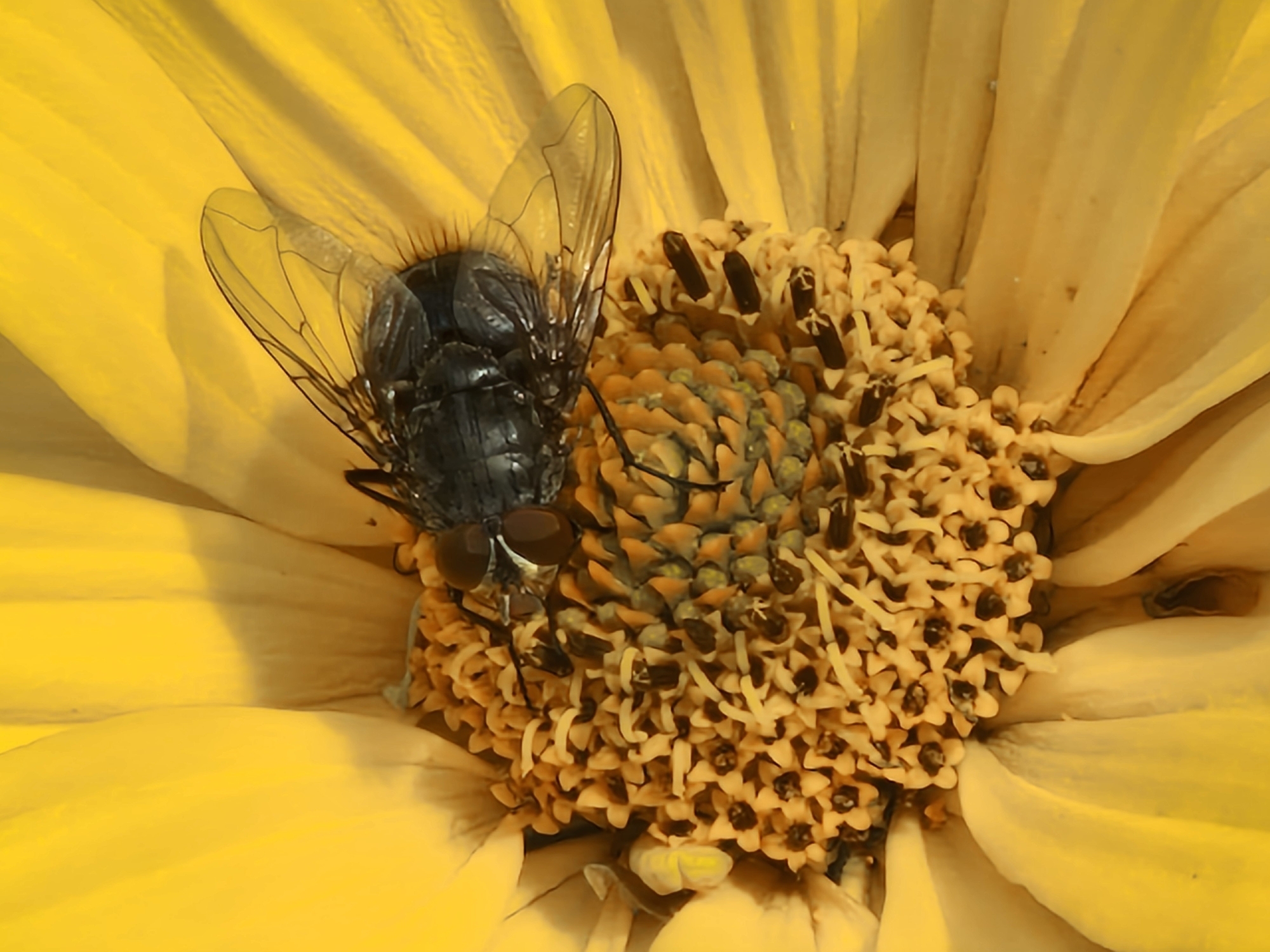 Bees, flies, and fruit among yellow flowers in close-up