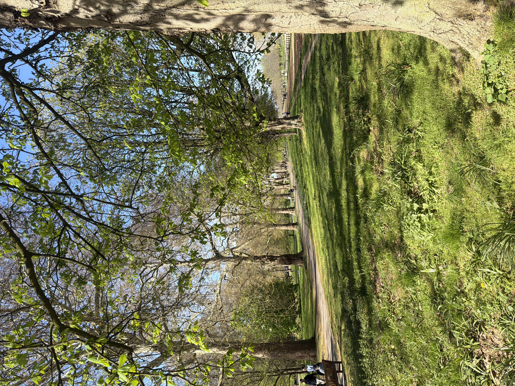 Spring budding observed in central London park pathways
