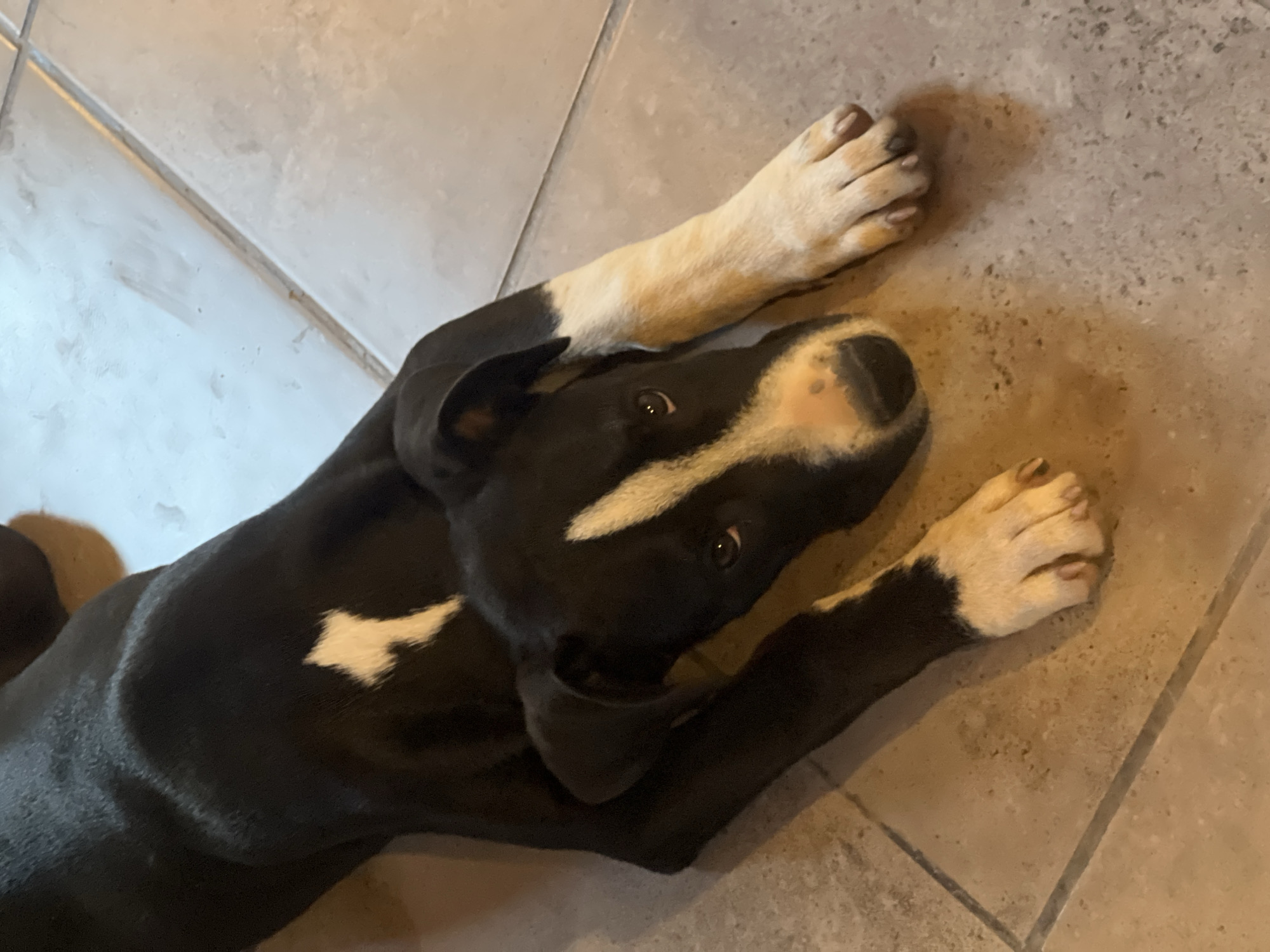 Dog rests on tile floor in Sumalao, Argentina