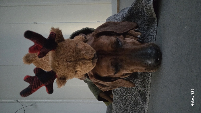 Quiet pet moments documented across Luxembourg homes Tuesday evening
