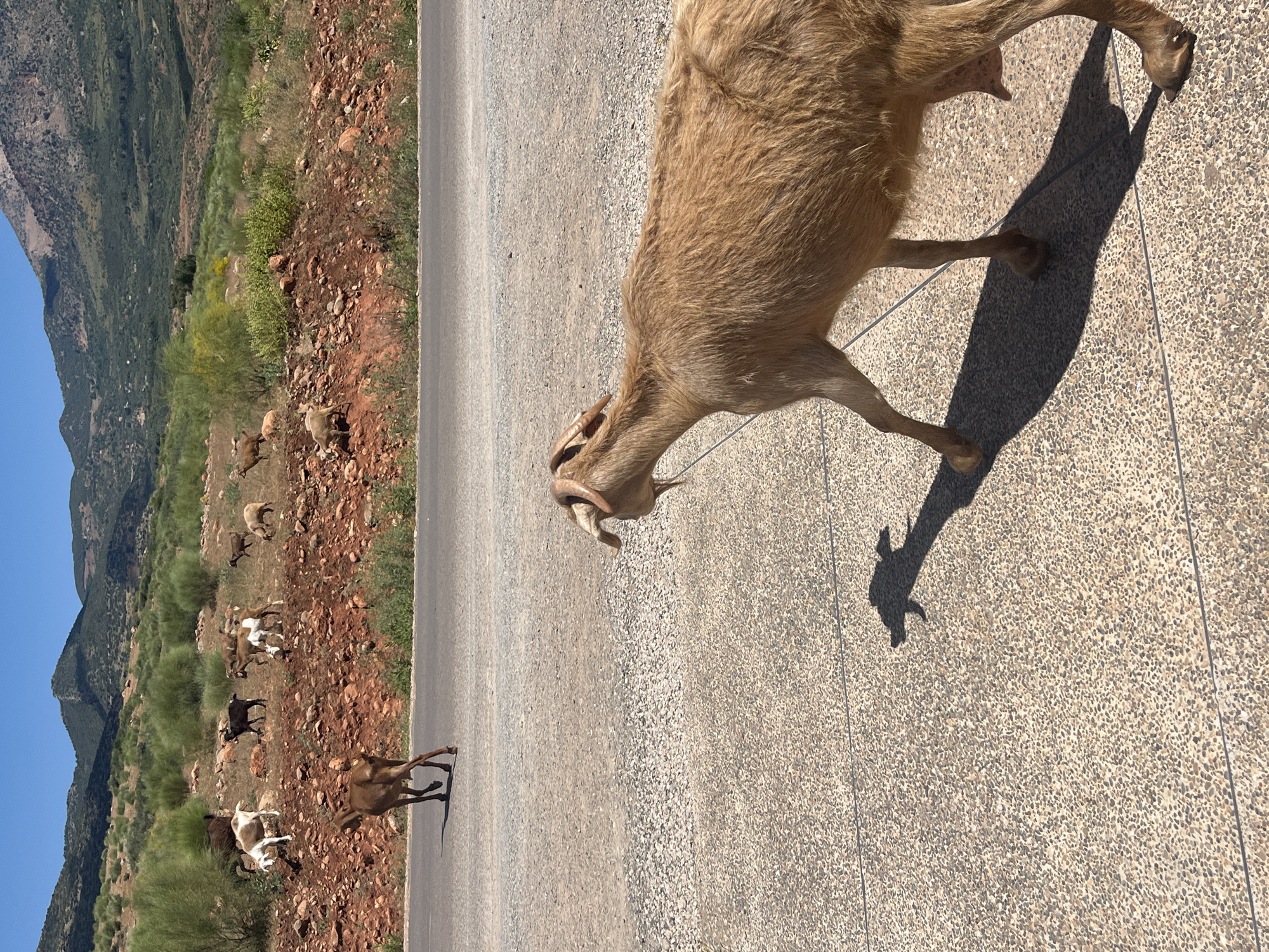 Goats roam roads and hillsides in rural Ouaouizert, Morocco