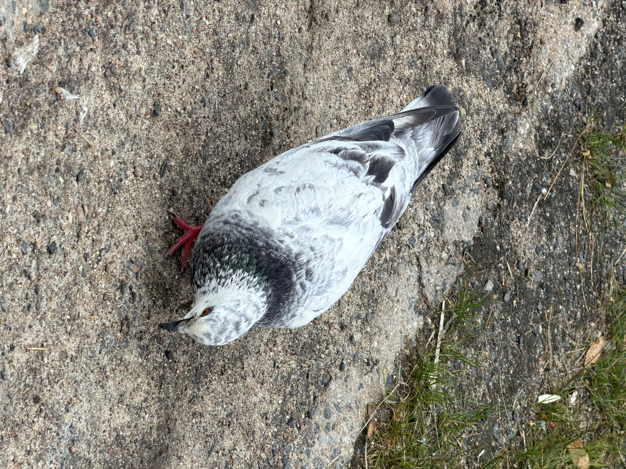 Pigeon foraging on gravel in Minsk