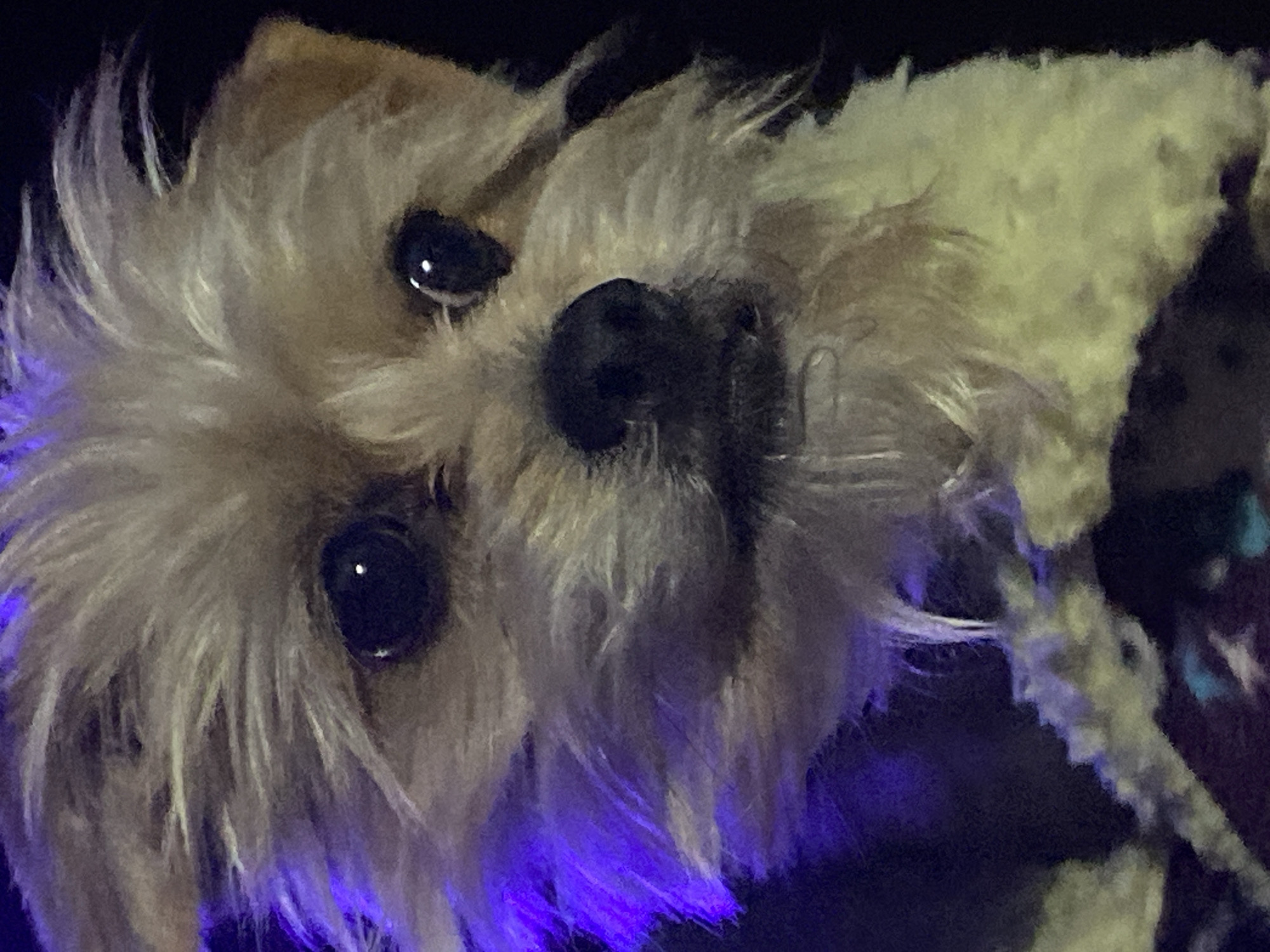 Small dog in a vest, World Cup on TV, late night Arica