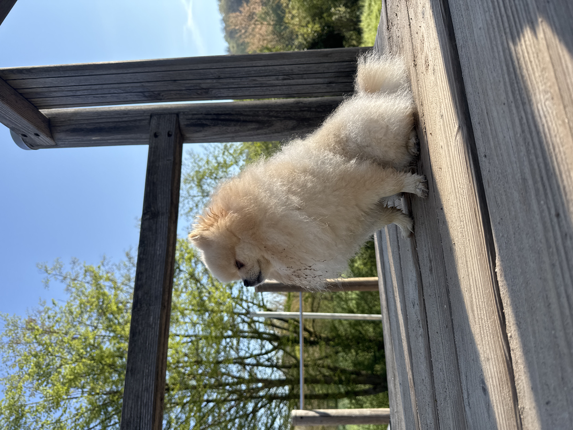 Small Pomeranian spotted on wooden platform in German town
