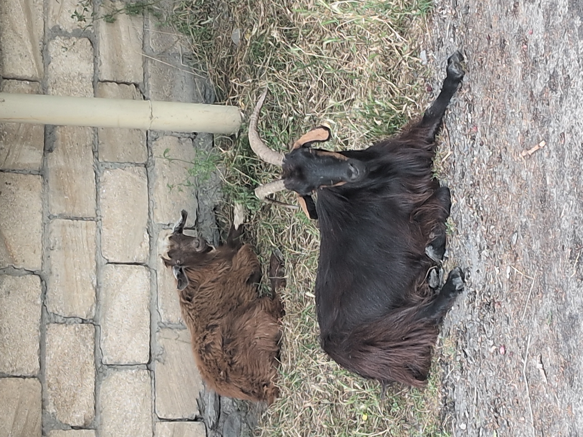 Goats resting and roses blooming in rural Gabala, Azerbaijan