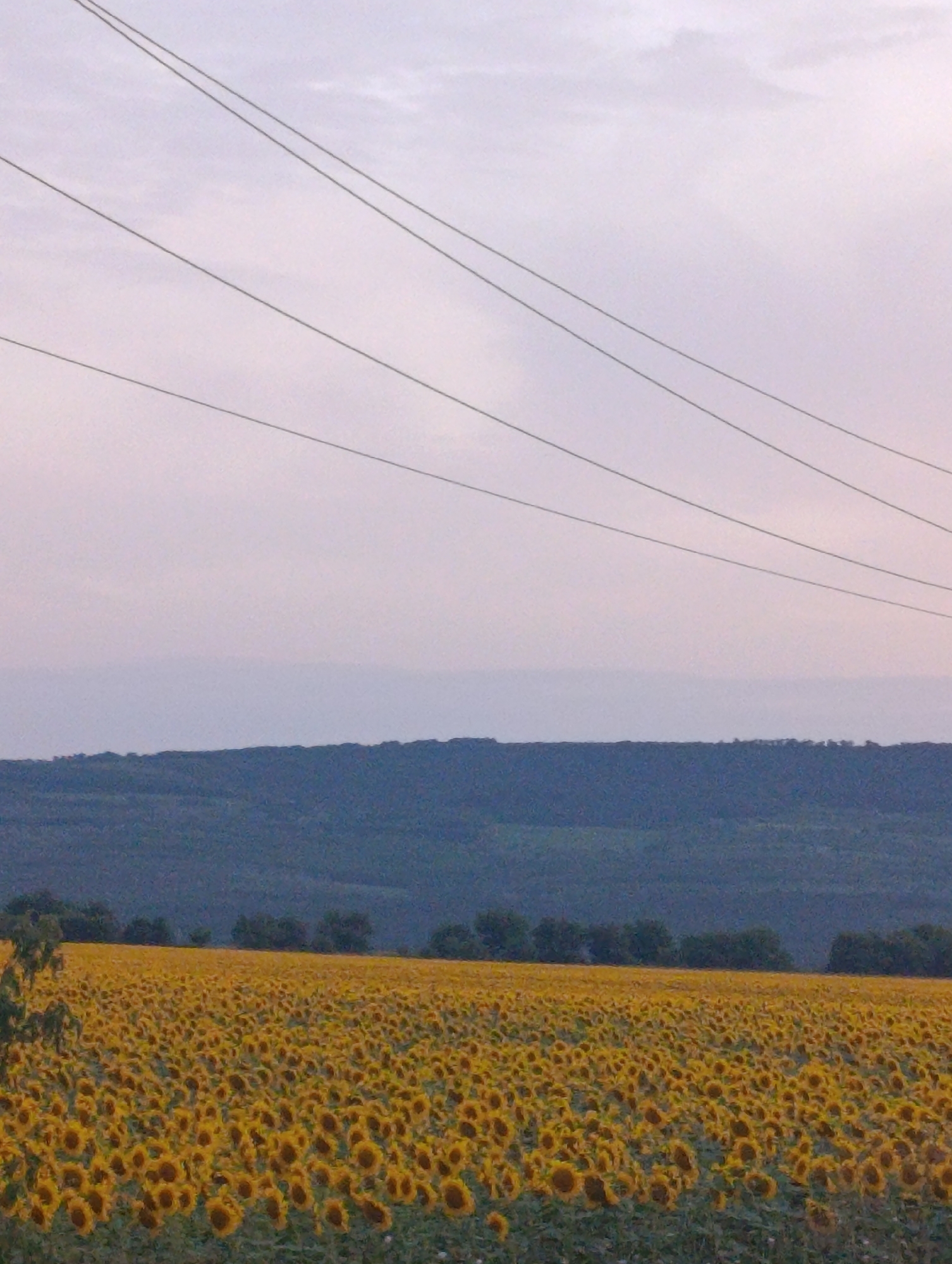 Sunflower field under overcast skies, power lines overhead