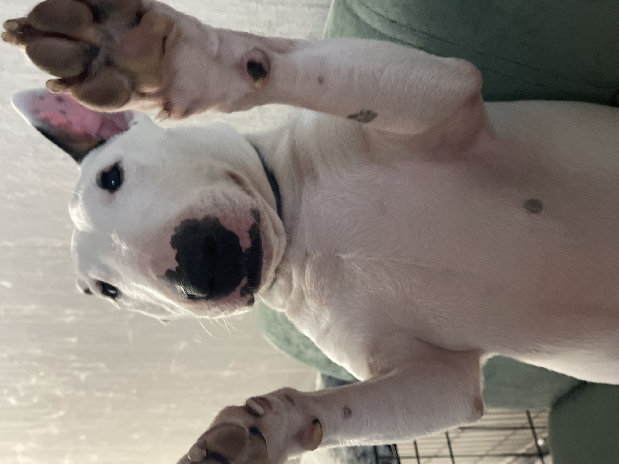 Afternoon at home with a bull terrier in Новогорелово